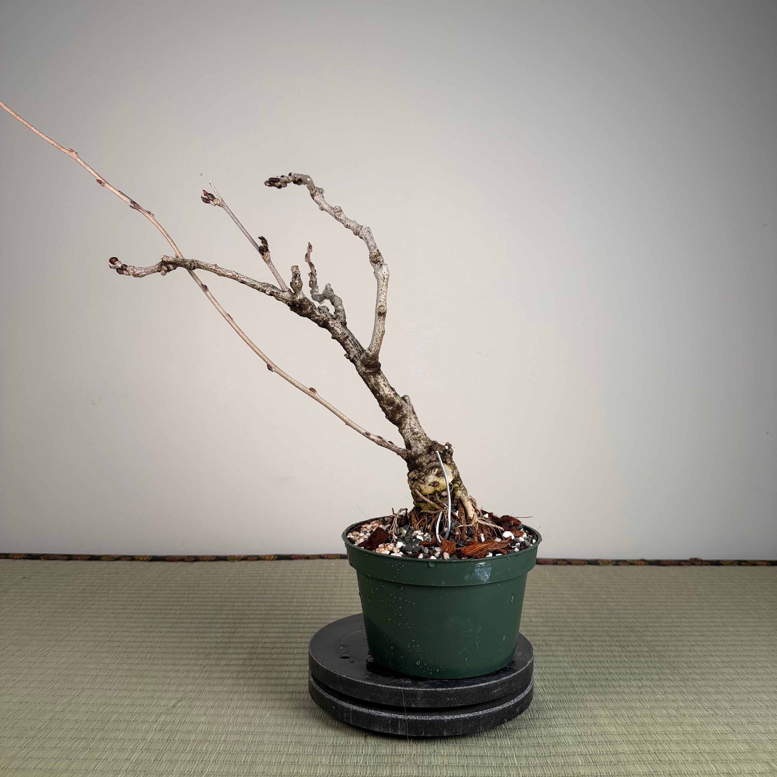 Wisteria floribunda