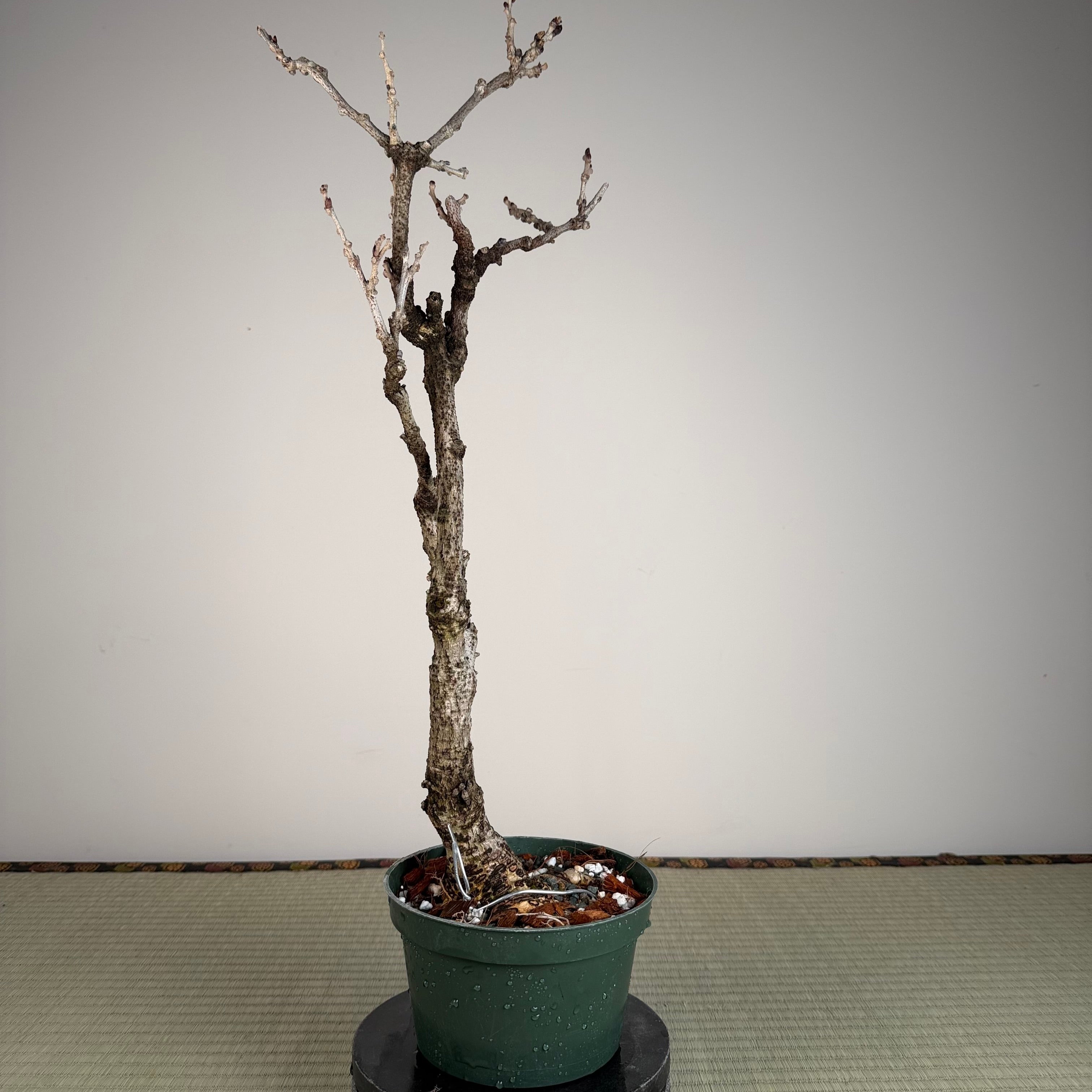 Wisteria floribunda