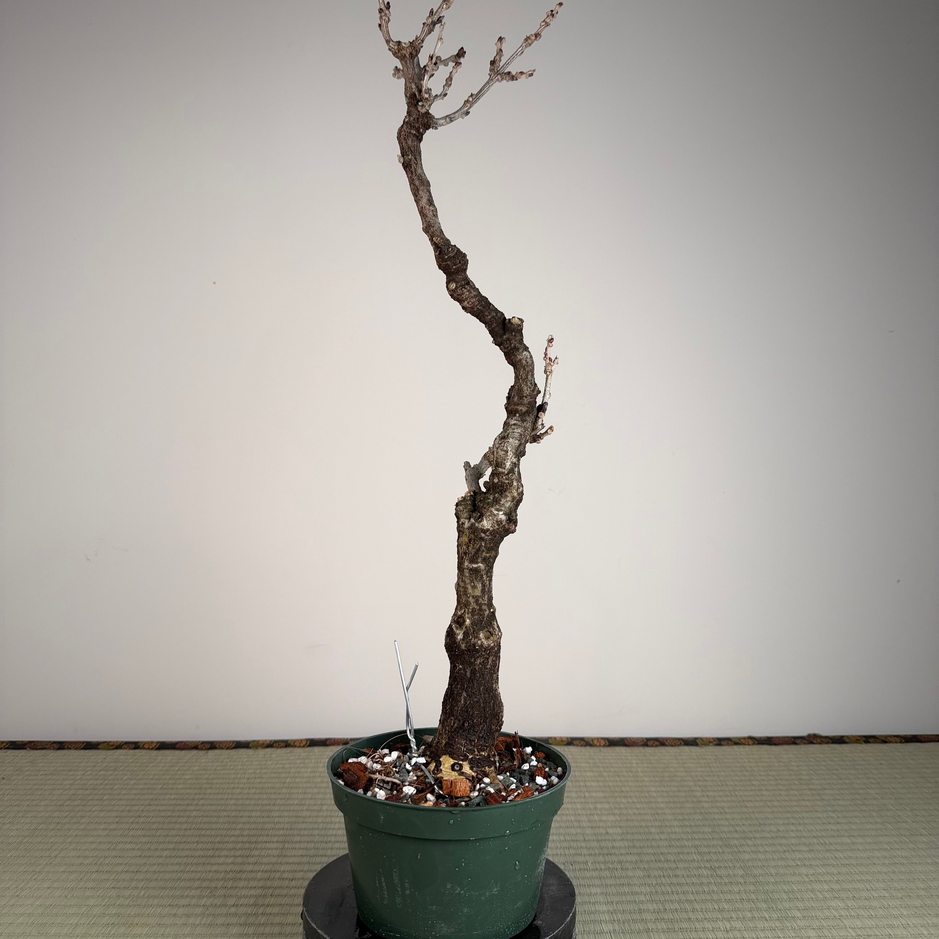 Wisteria floribunda
