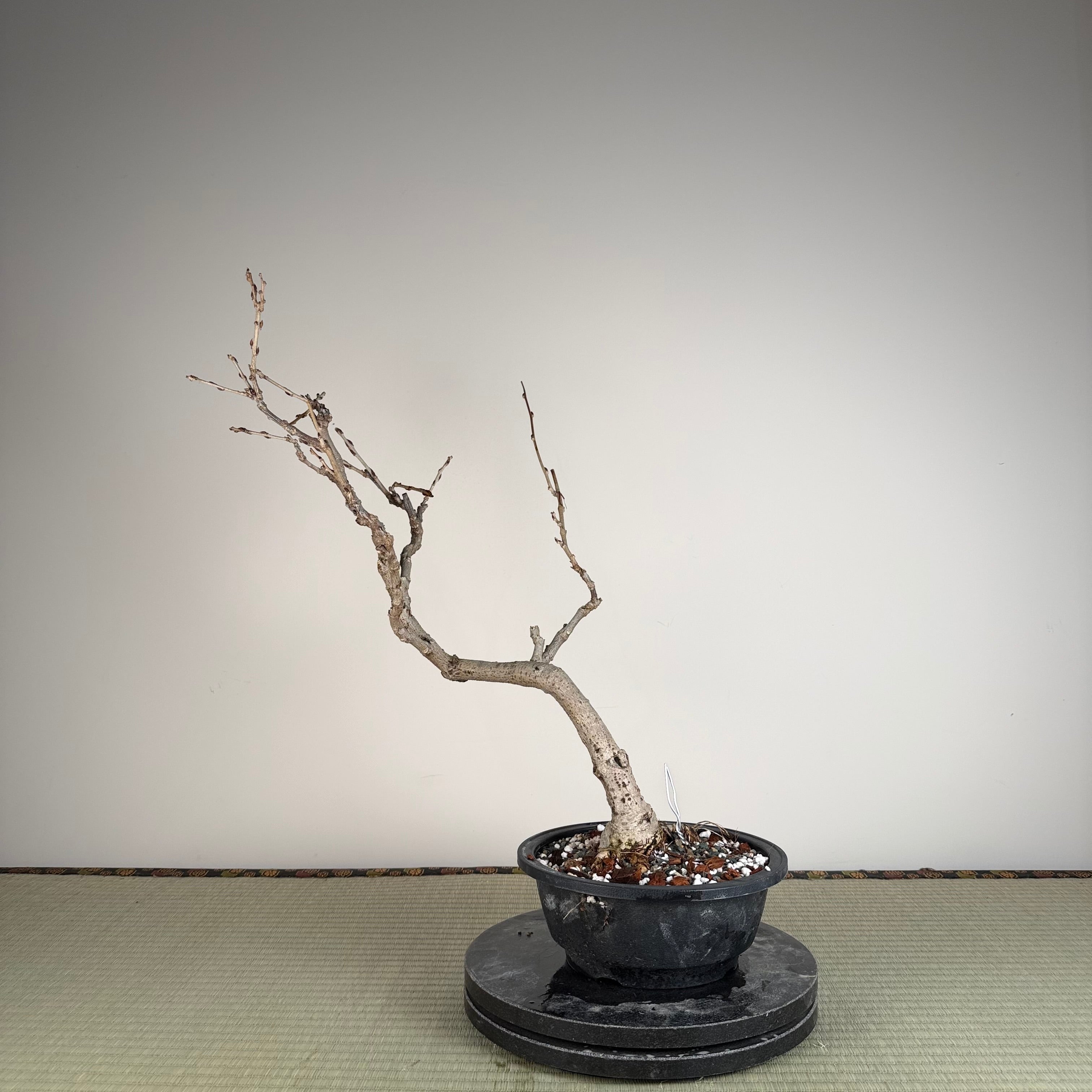 Glycine floribunda (blanche)