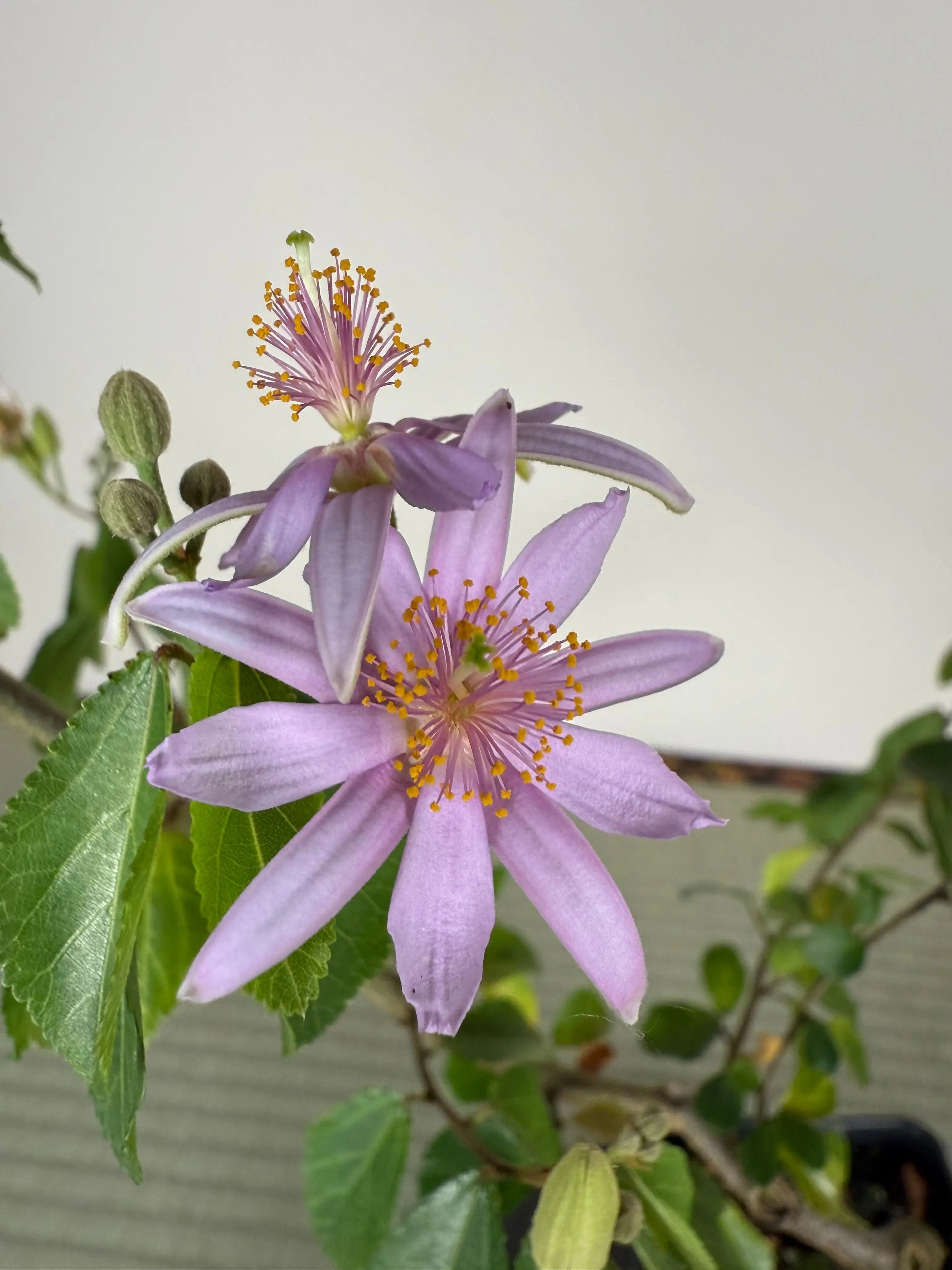 CROSSBERRY Canada Bonsai