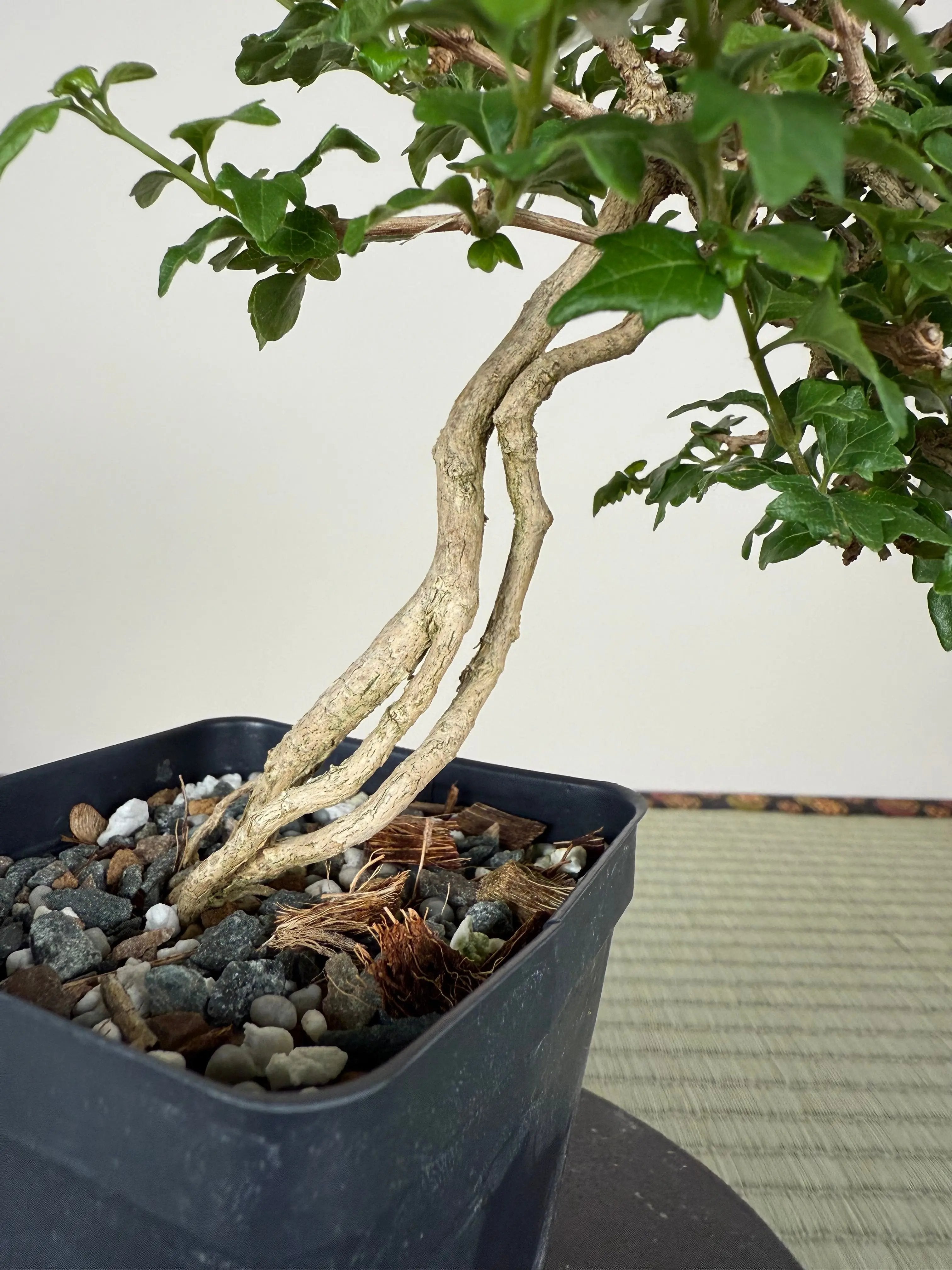 MUSK MAPLE Canada Bonsai
