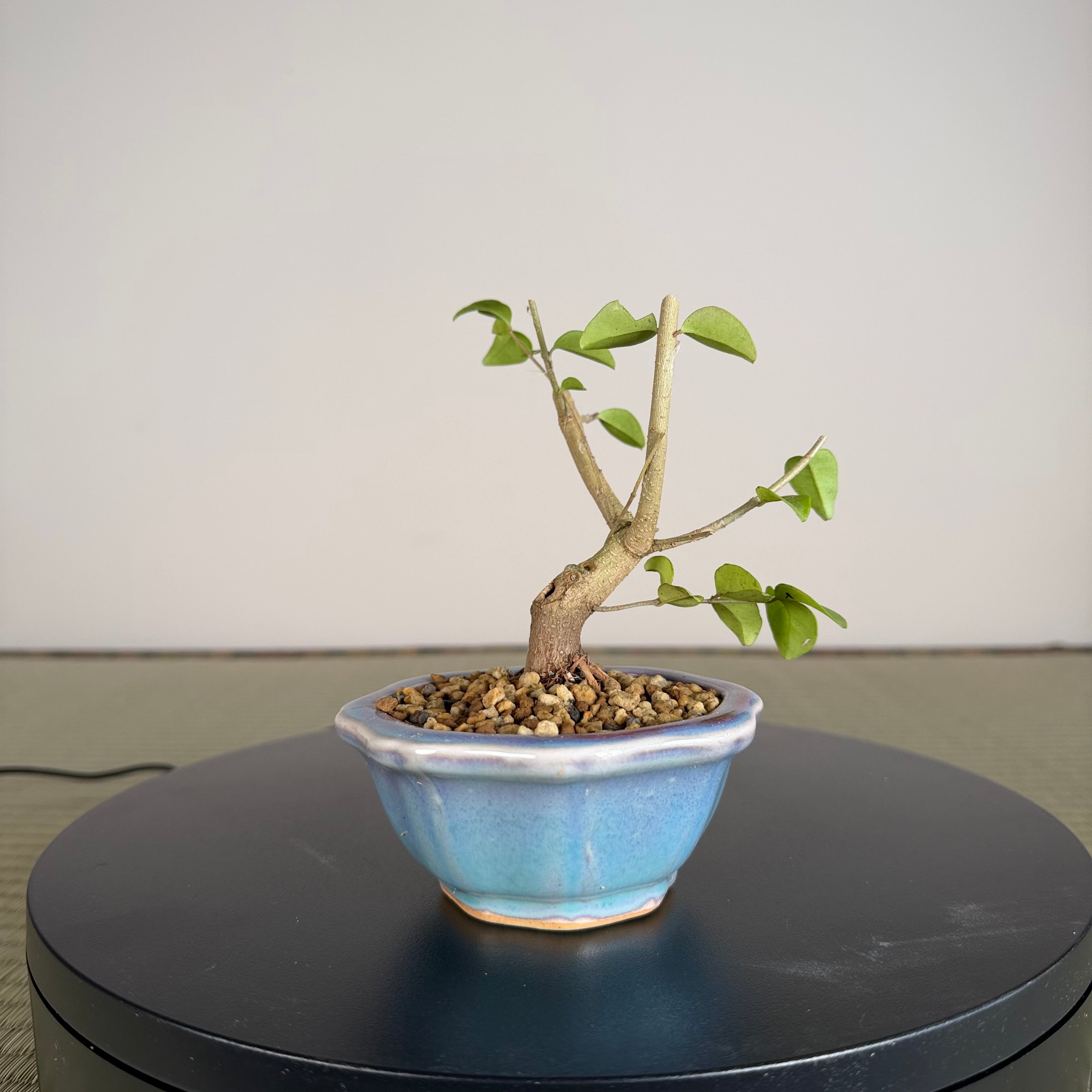Chinese Privet