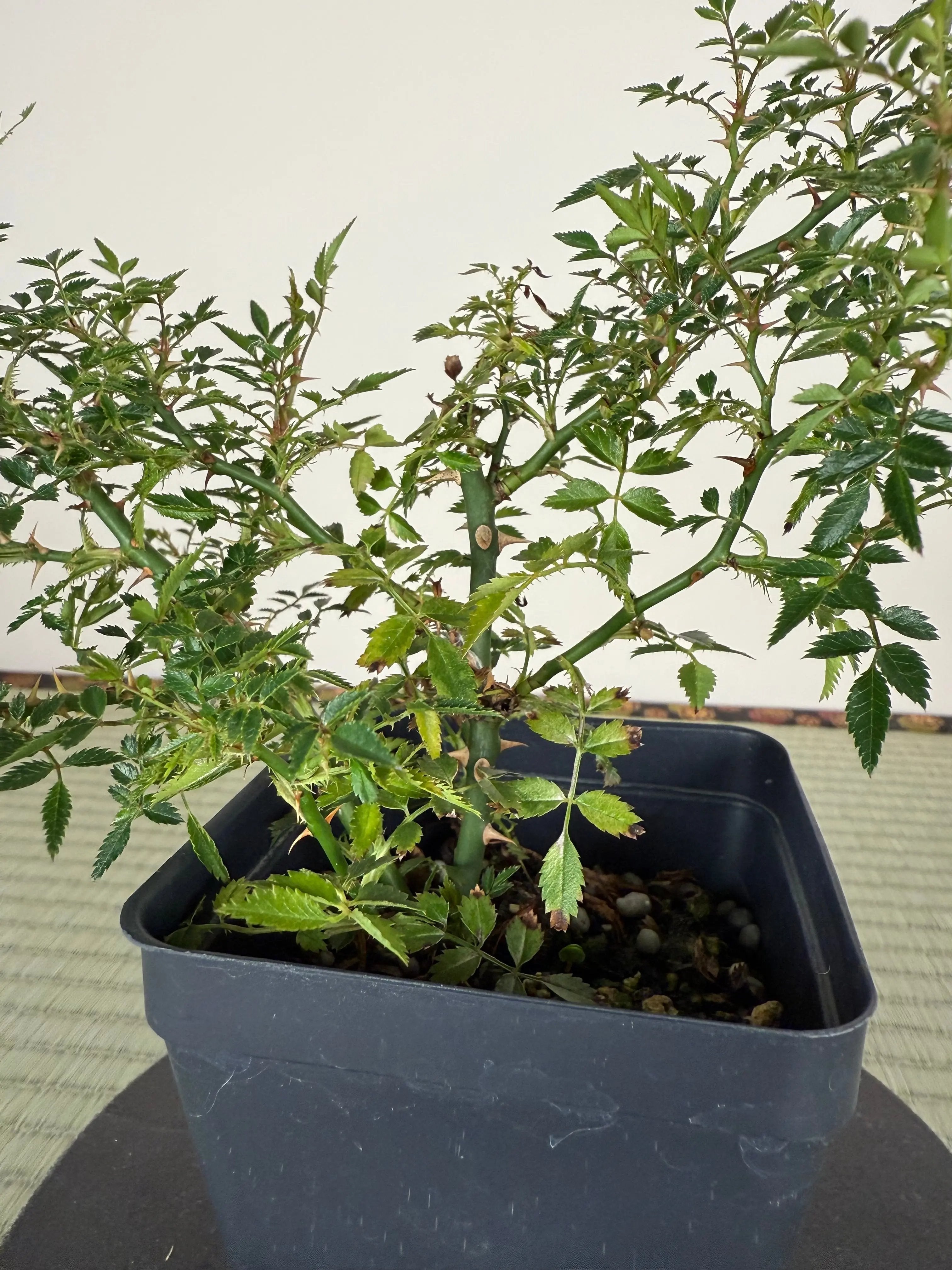 ROSE (white & pink) Canada Bonsai