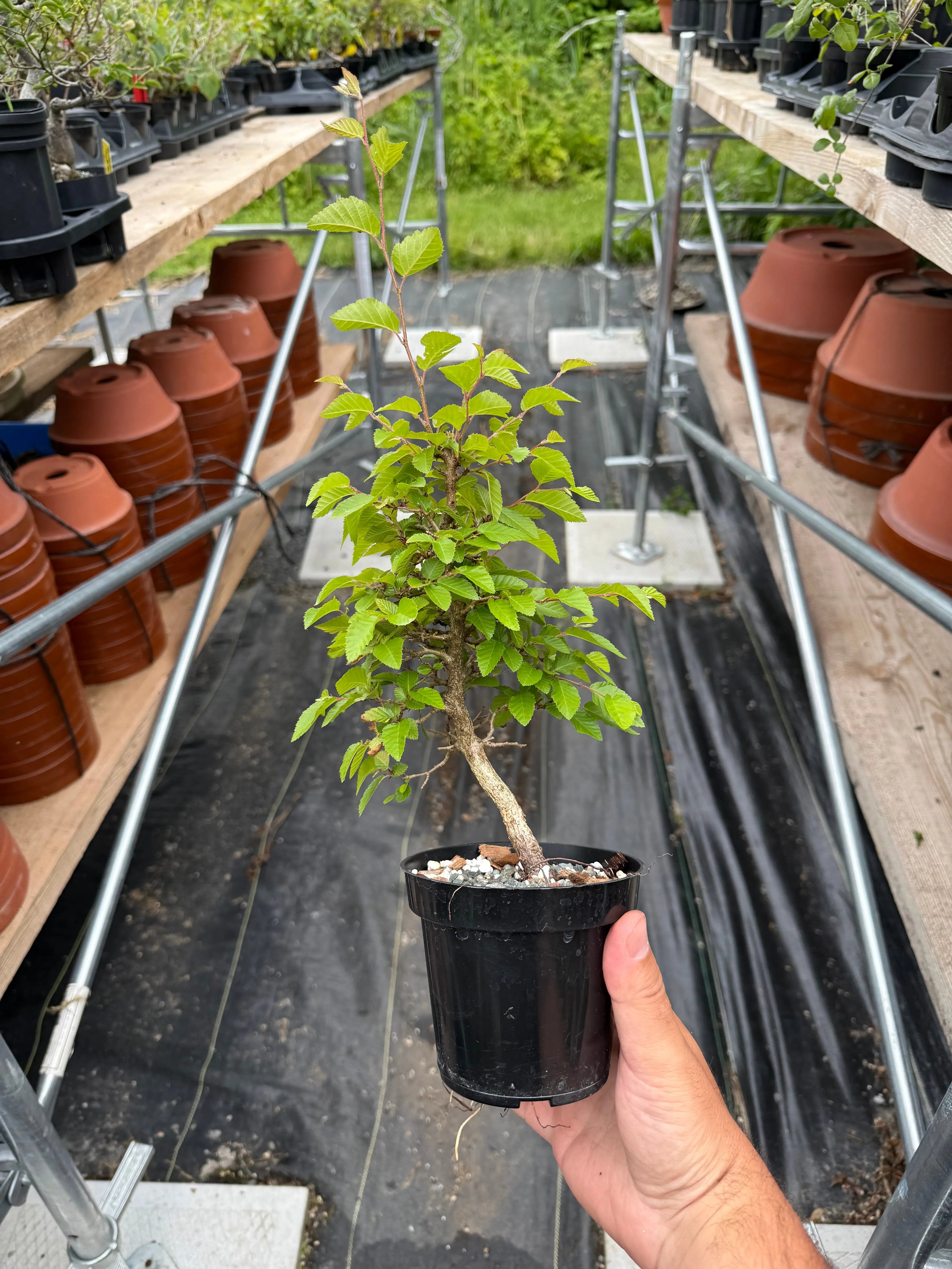 Carpinus turczaninowii Canada Bonsai