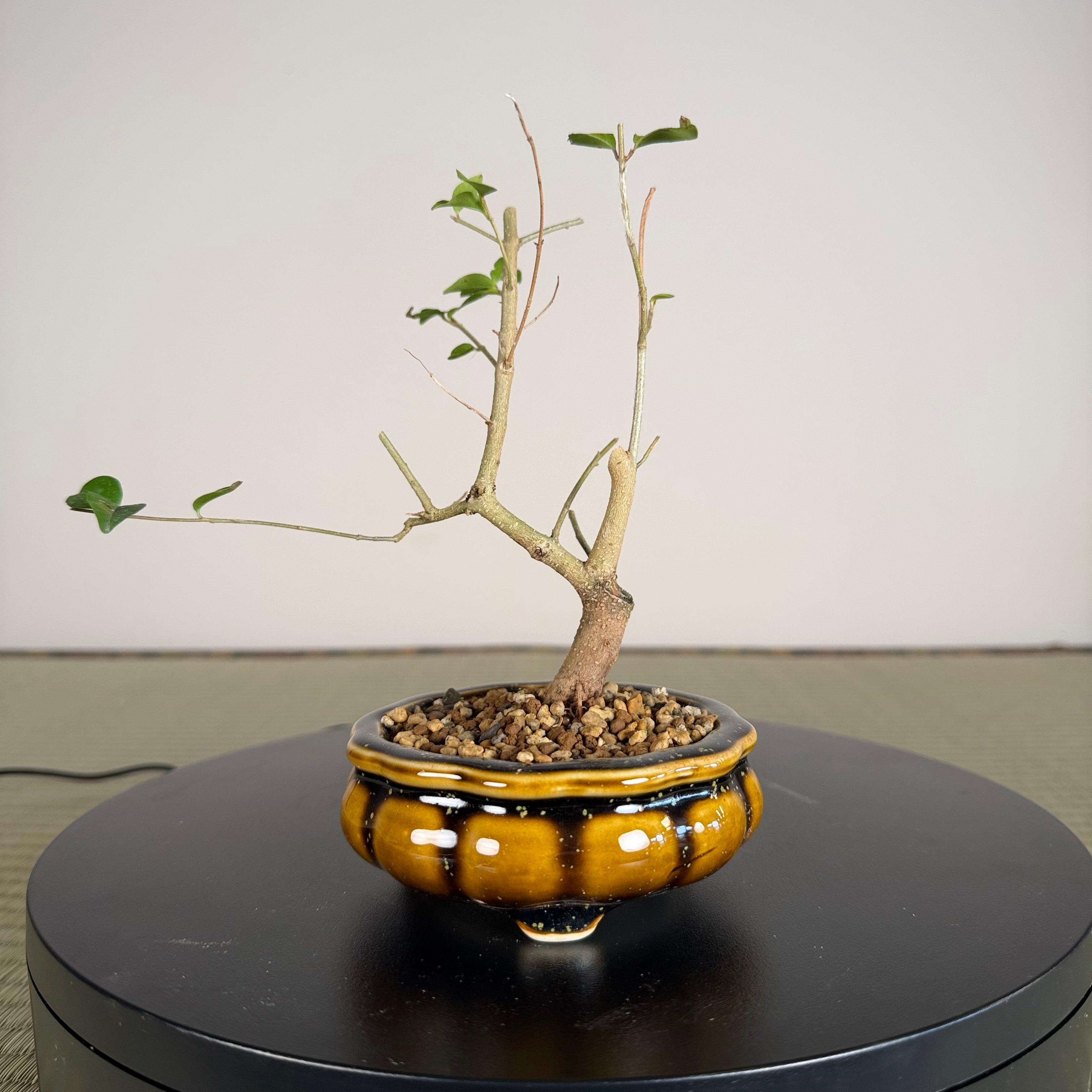Chinese Privet