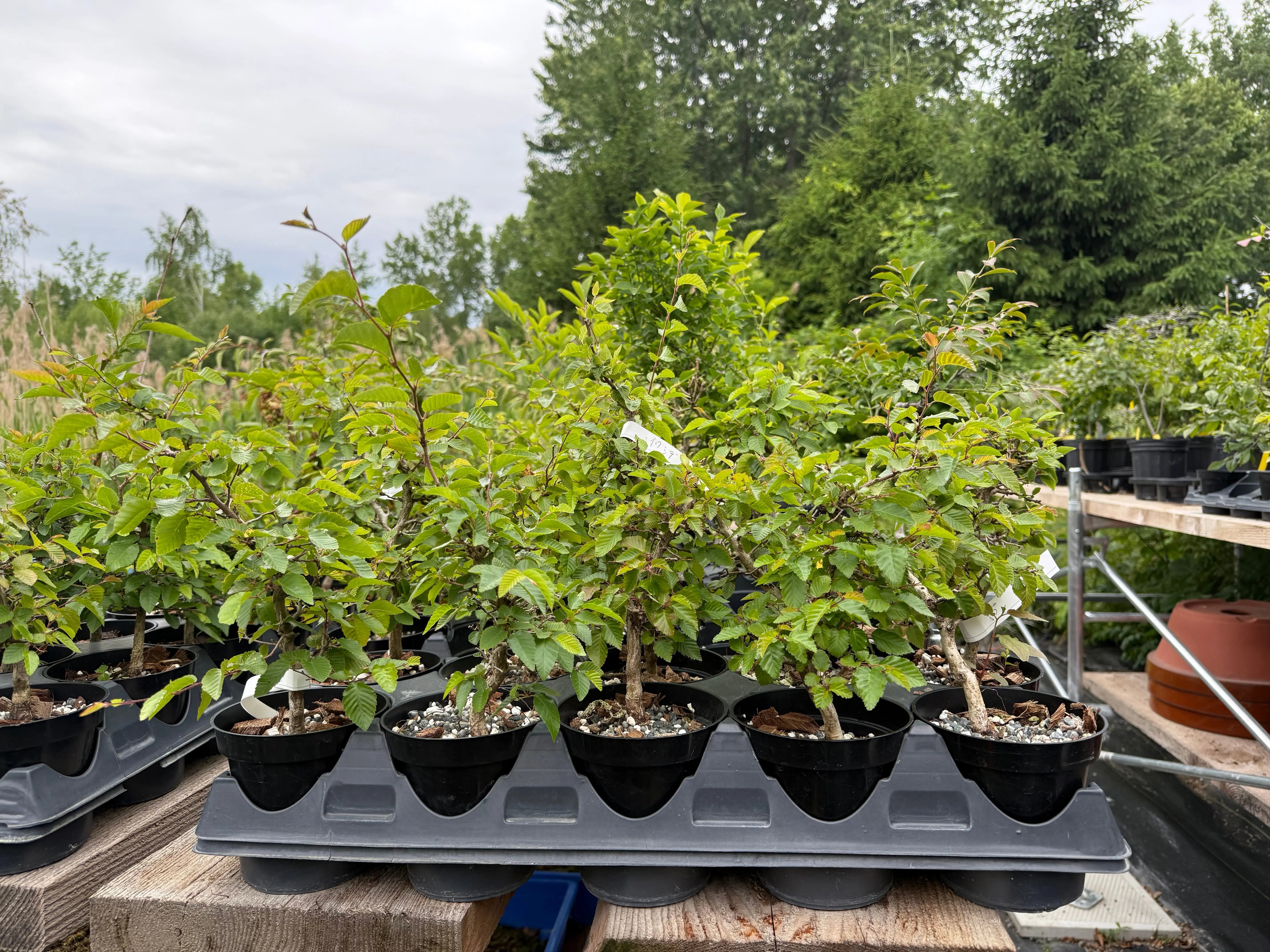Carpinus turczaninowii Canada Bonsai