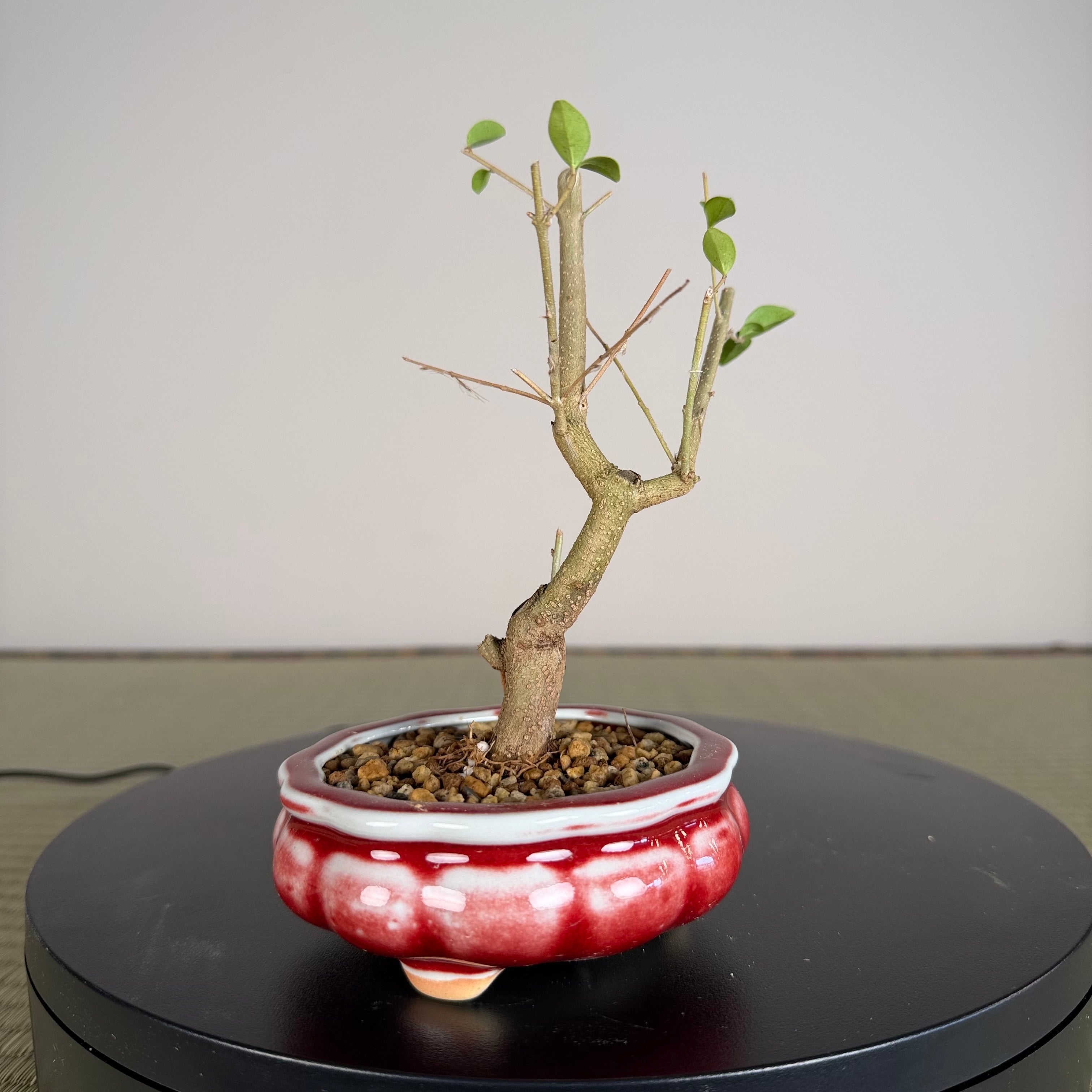 Chinese Privet