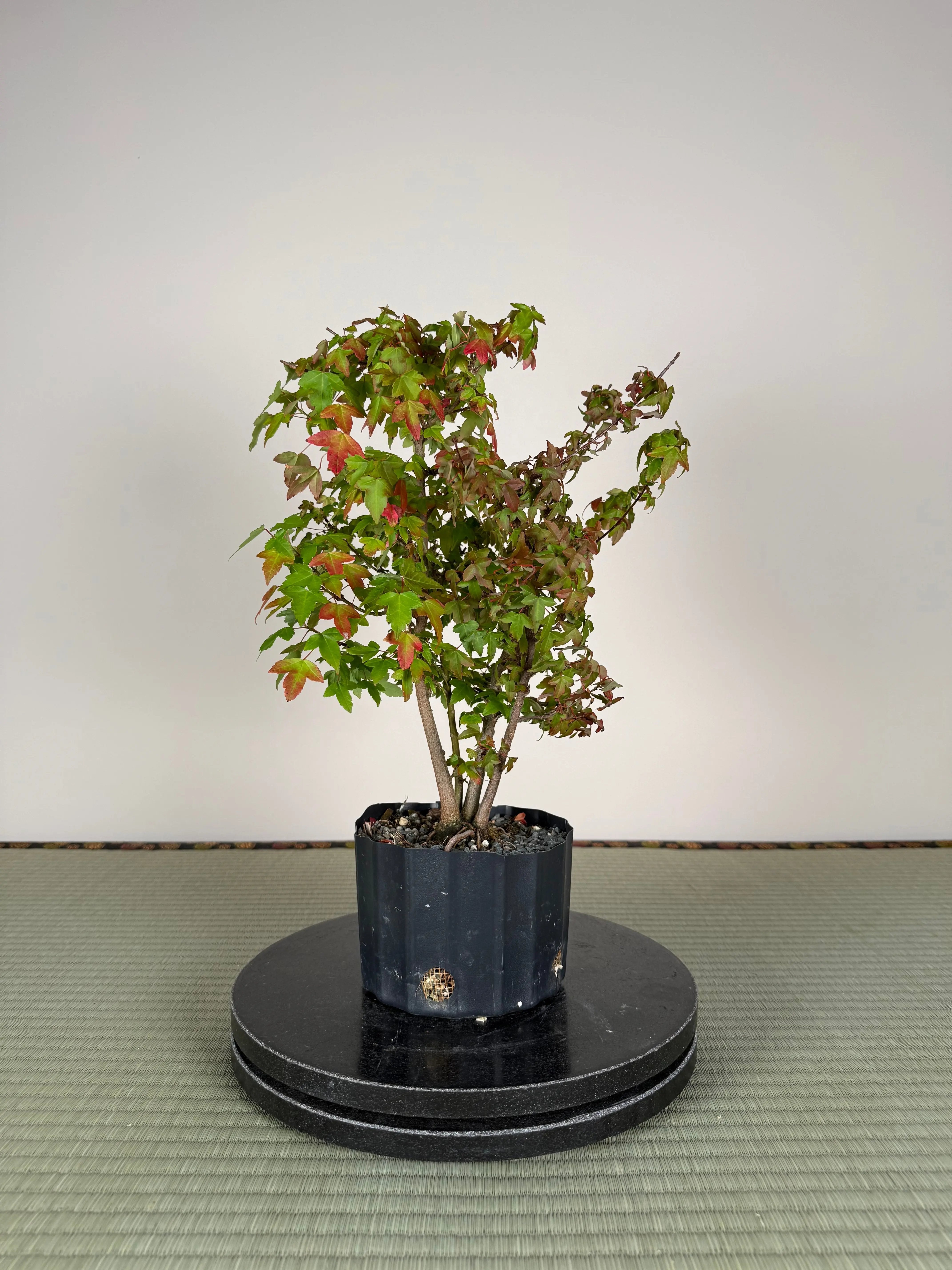 Acer buergerianum 'Fuyo-en' (Clump) Canada Bonsai