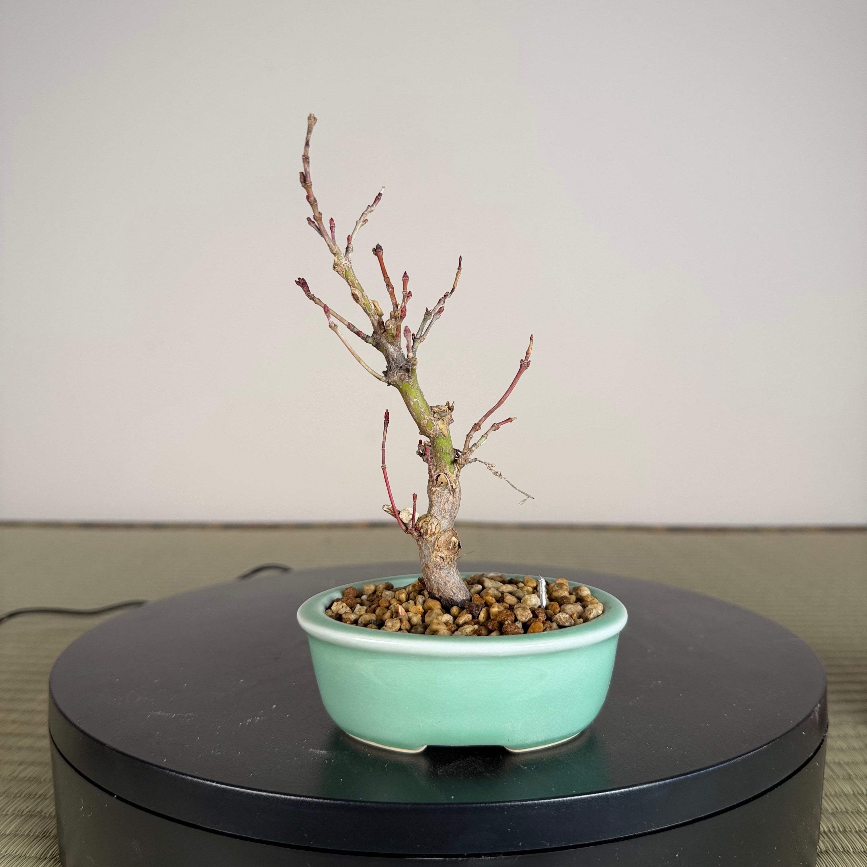 Japanese Maple