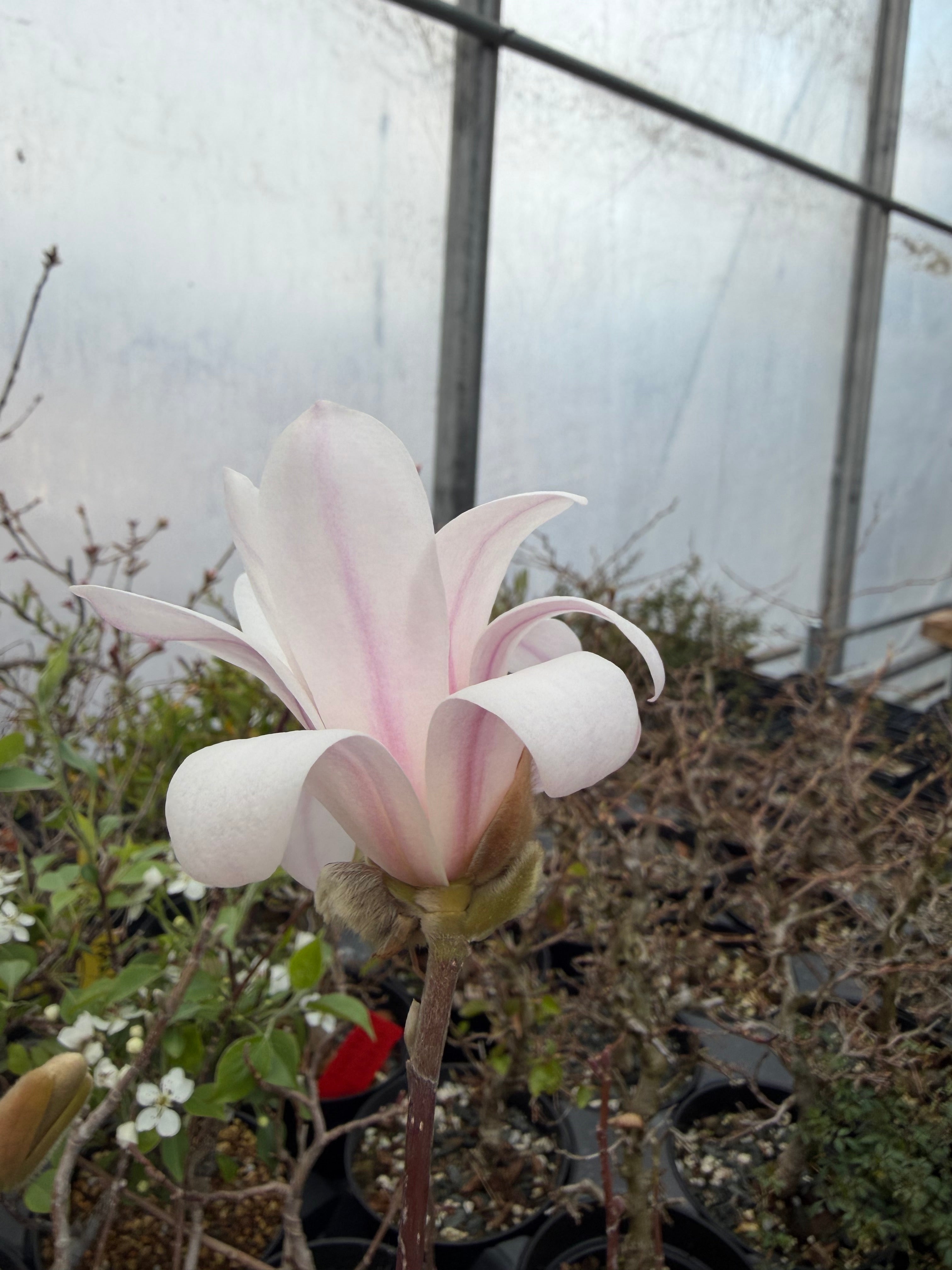 Magnolia (fleur blanche/rose)