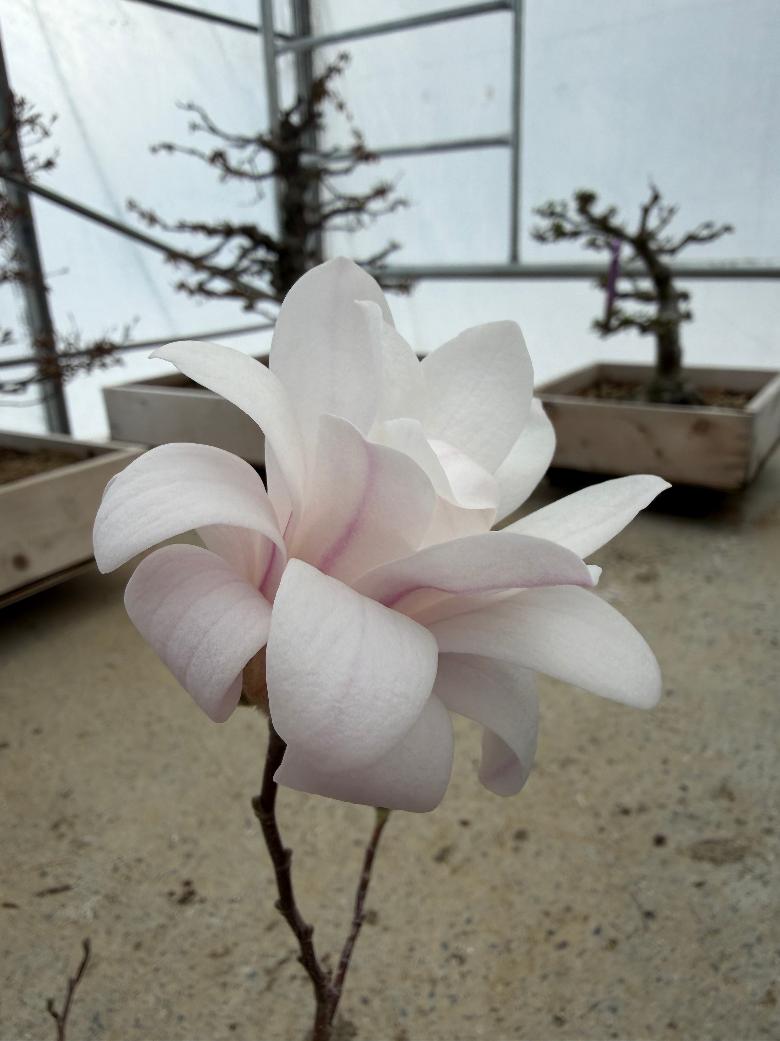 Magnolia (fleur blanche/rose)