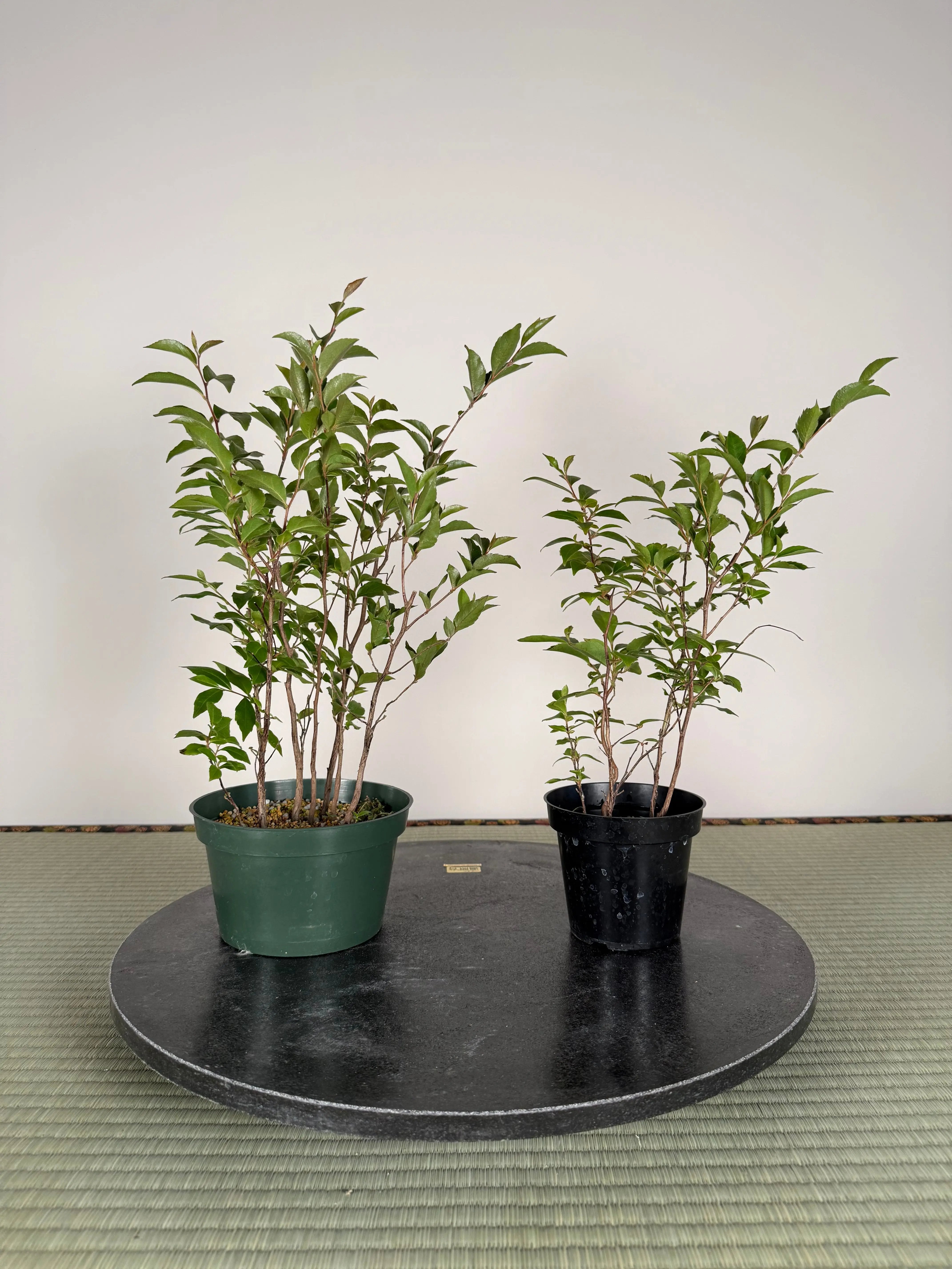 Stewartia monadelpha Canada Bonsai