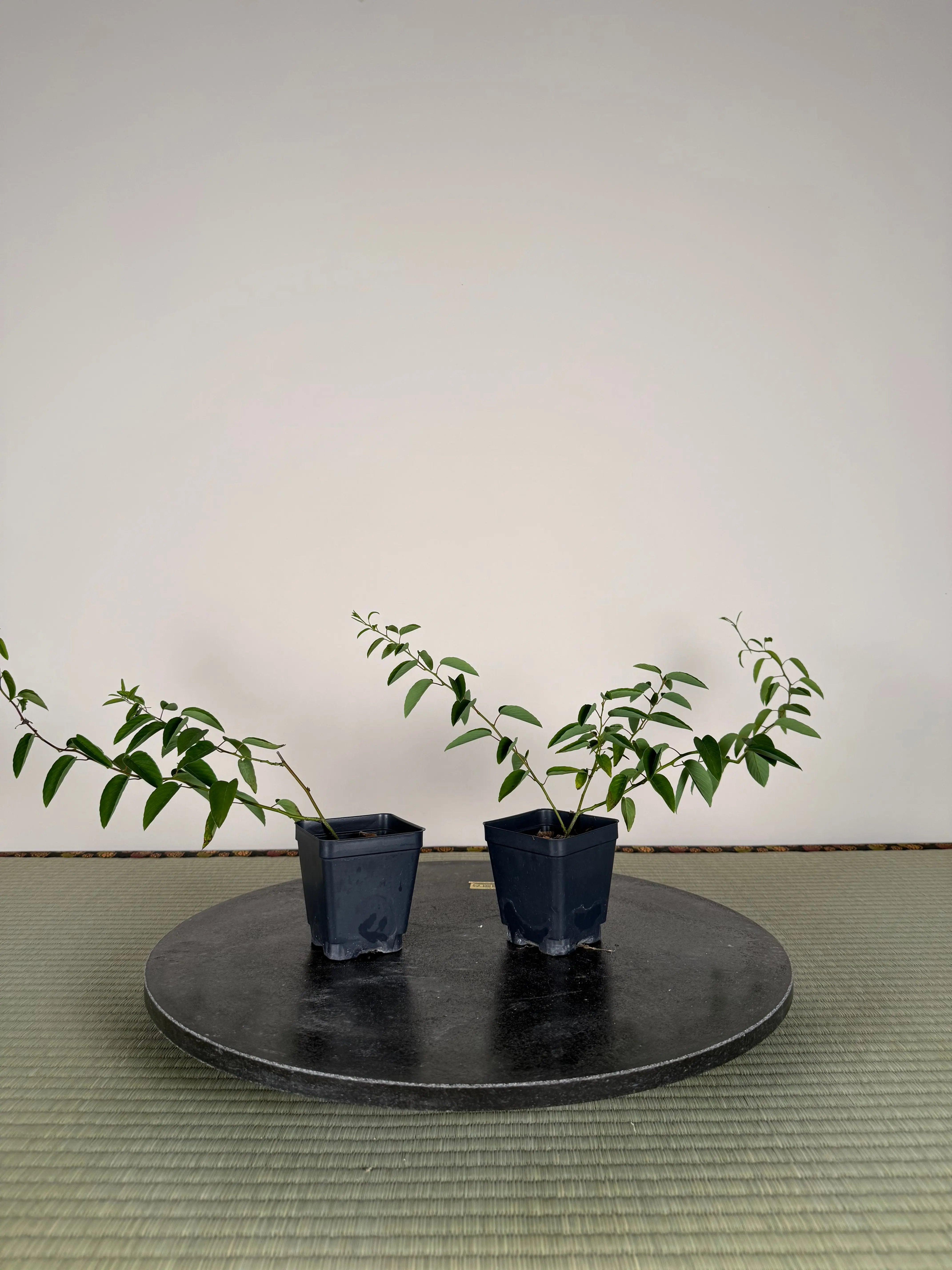 Berchemia racemosa (cuttings) Canada Bonsai