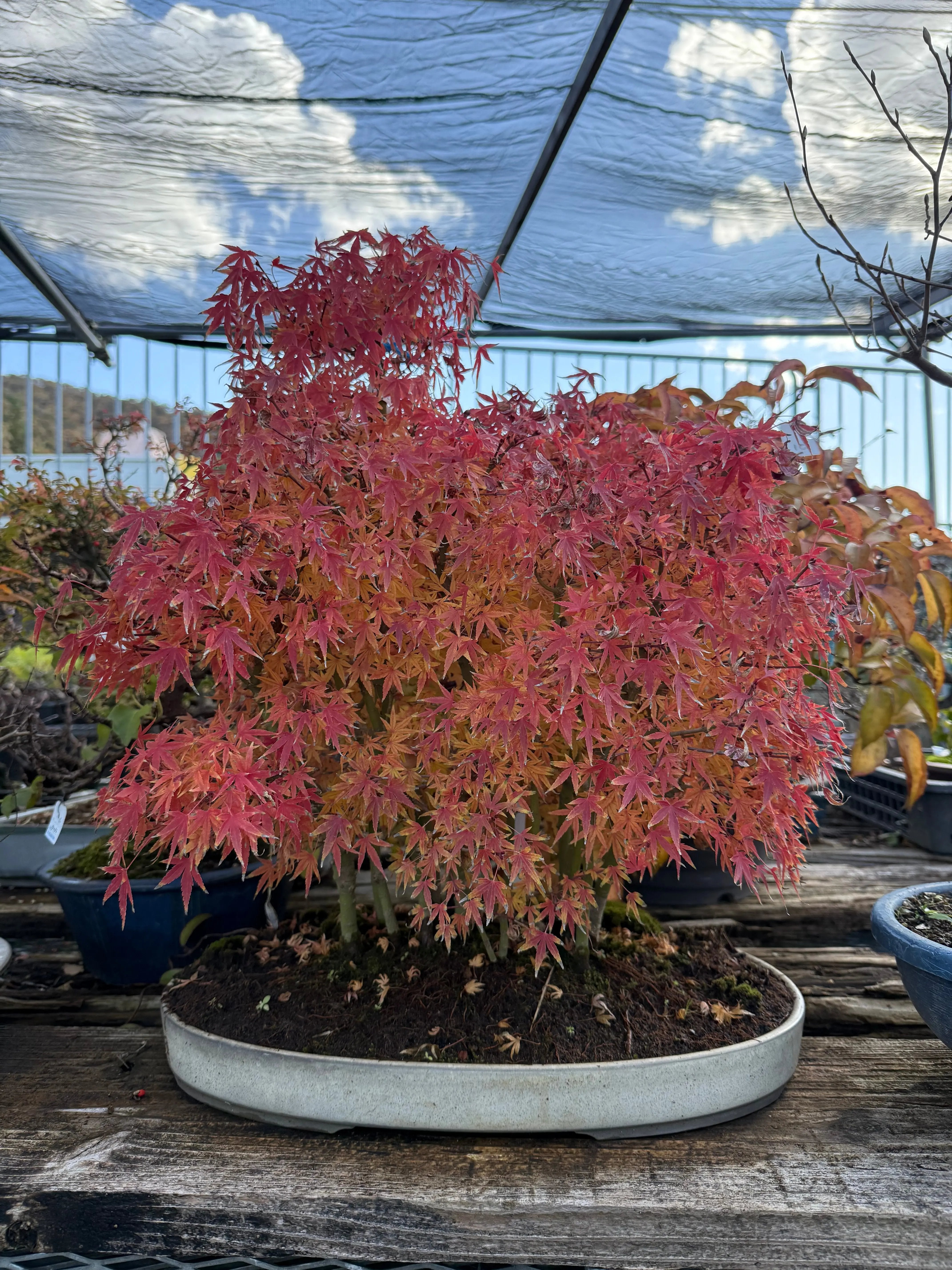 Acer palmatum 'Yukihime' Canada Bonsai