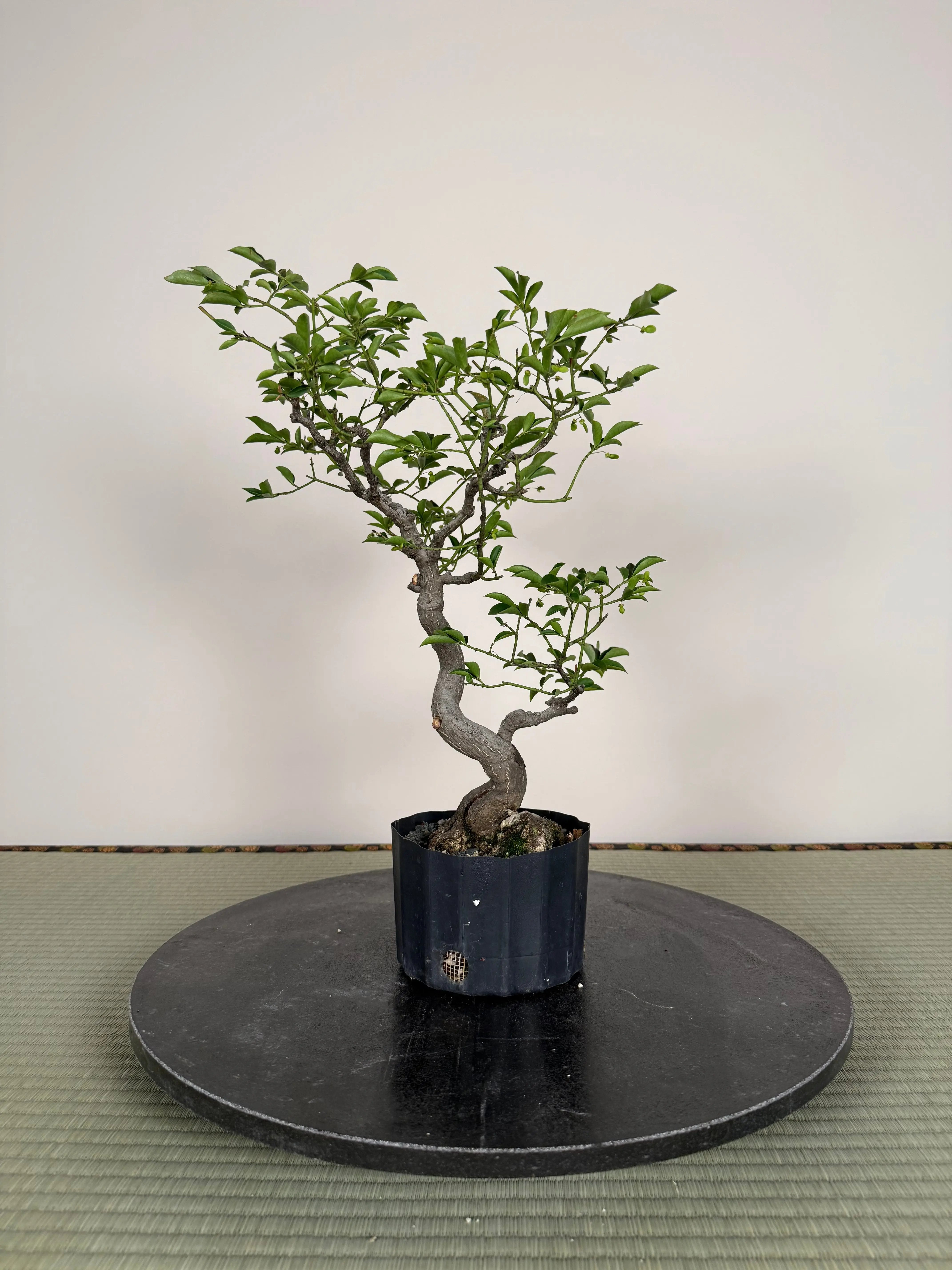 Euonymus Canada Bonsai