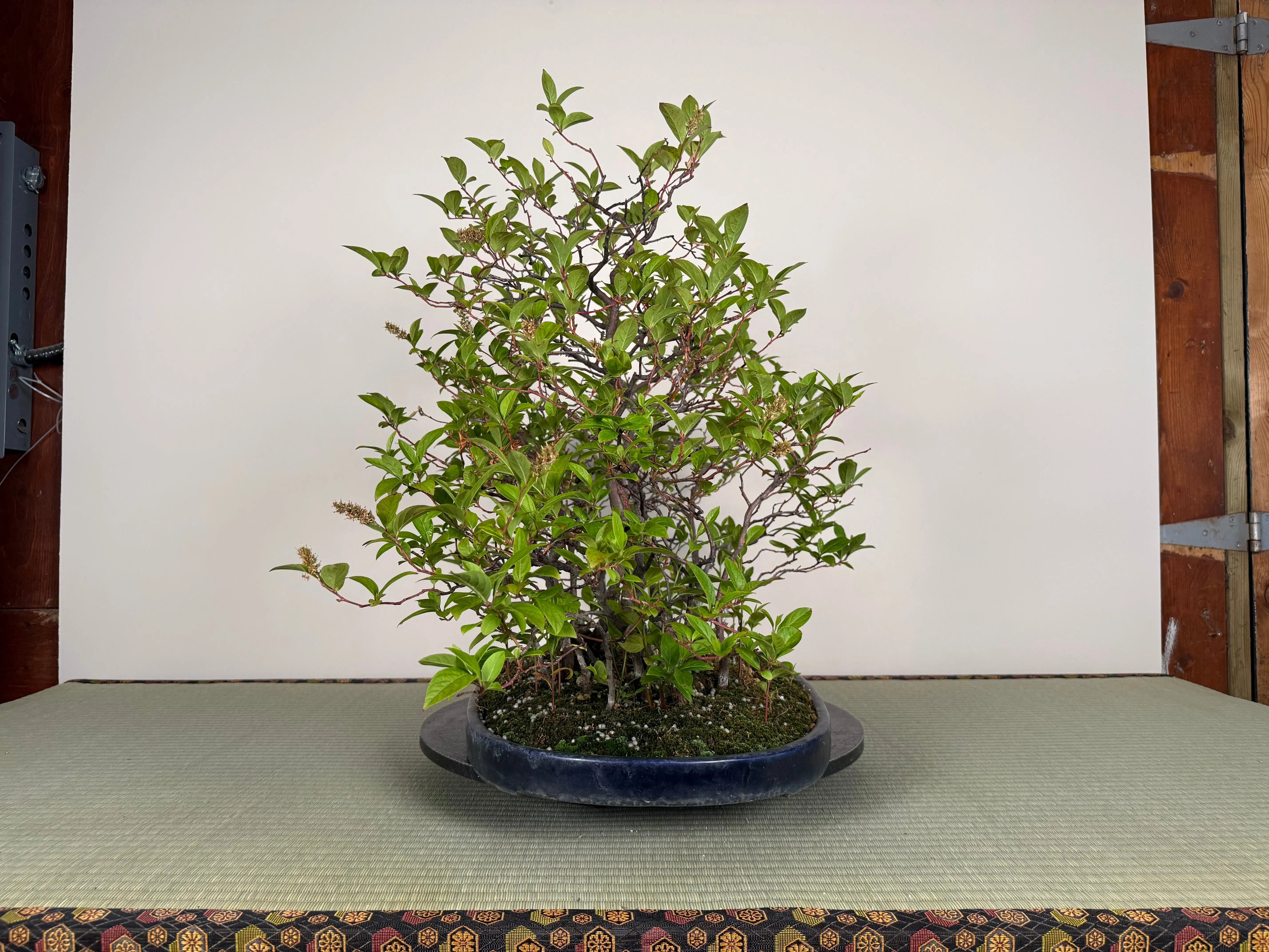 Itea japonica Canada Bonsai