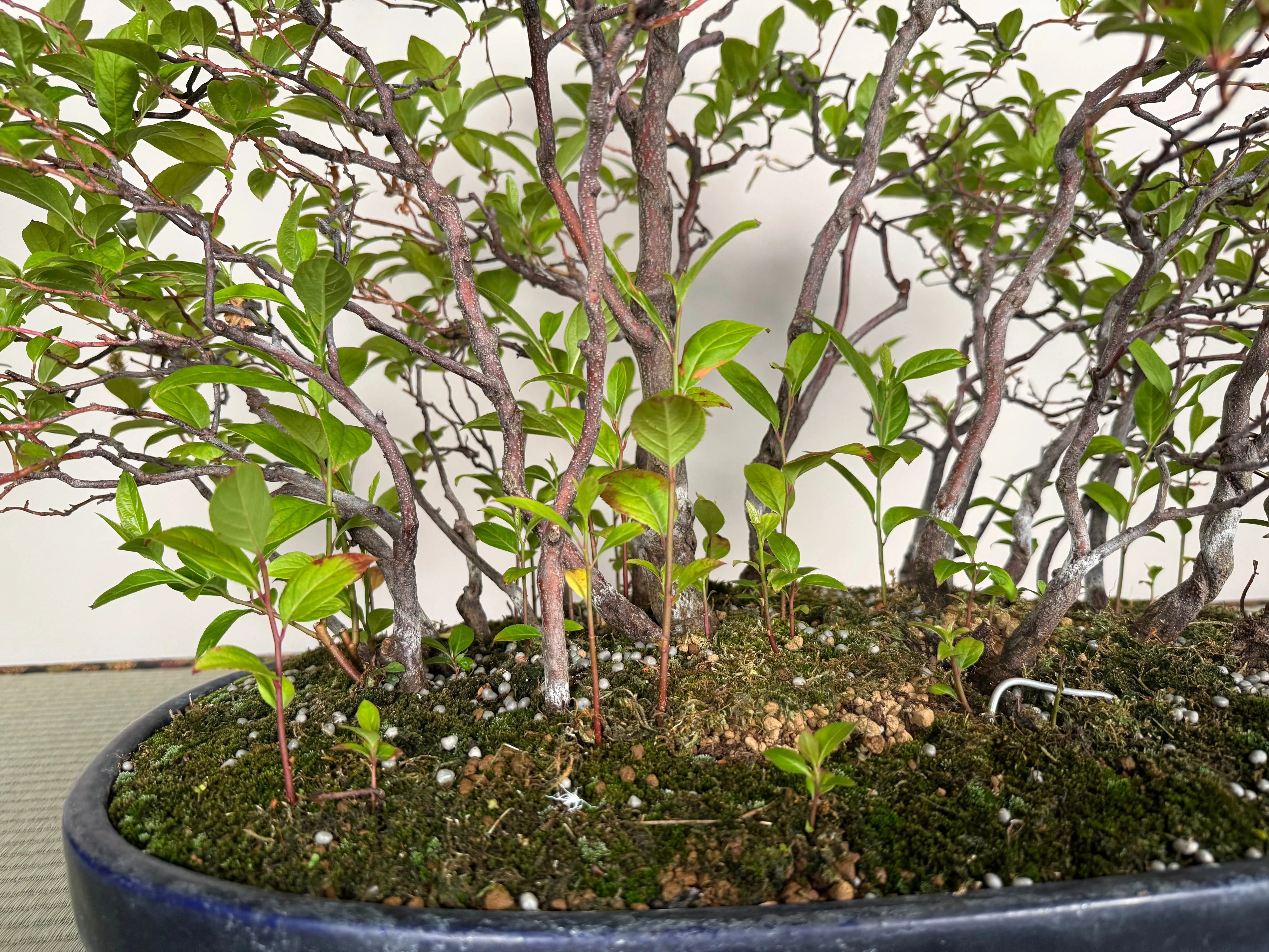 Itea japonica Canada Bonsai