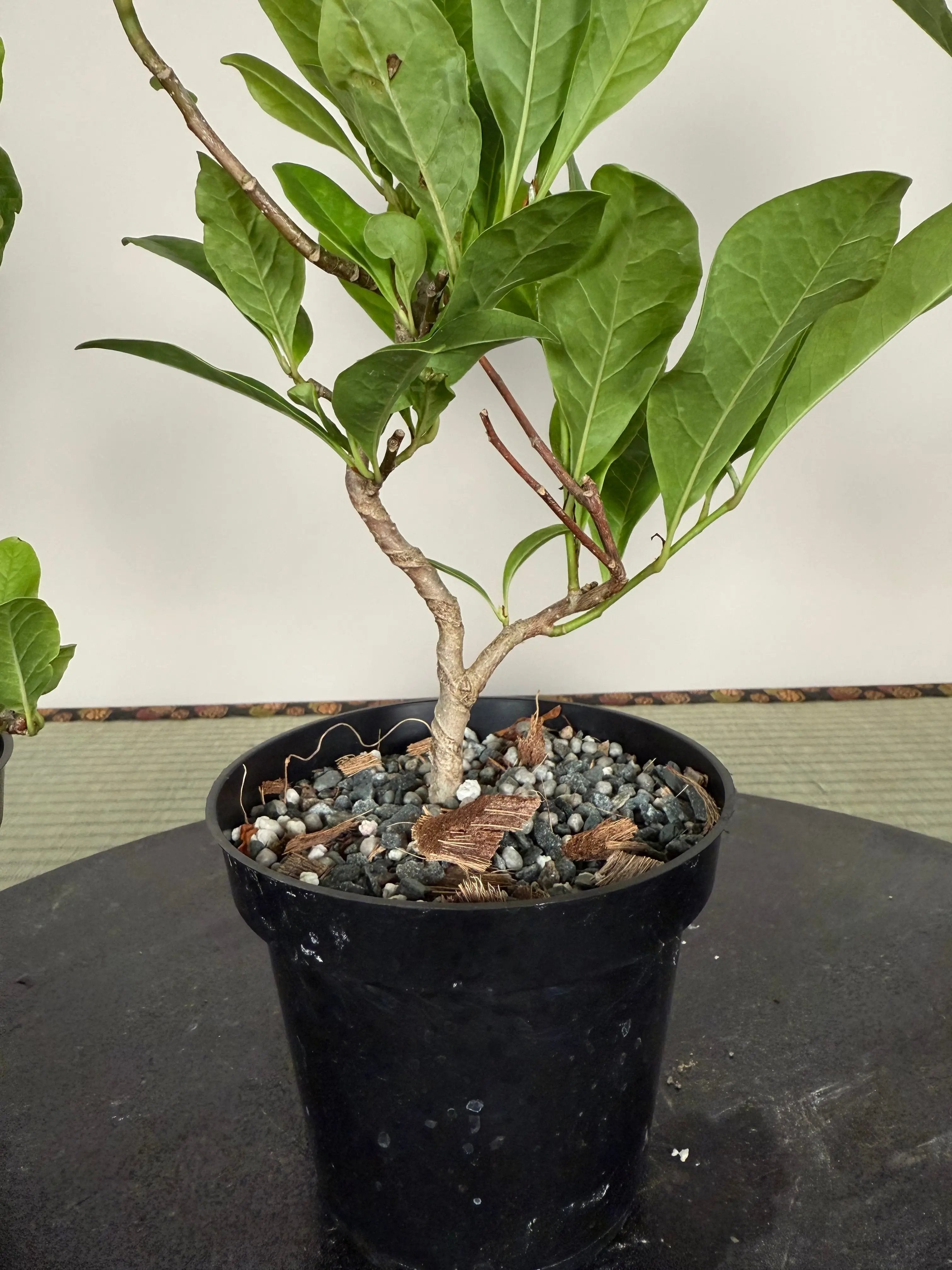 Magnolia Canada Bonsai