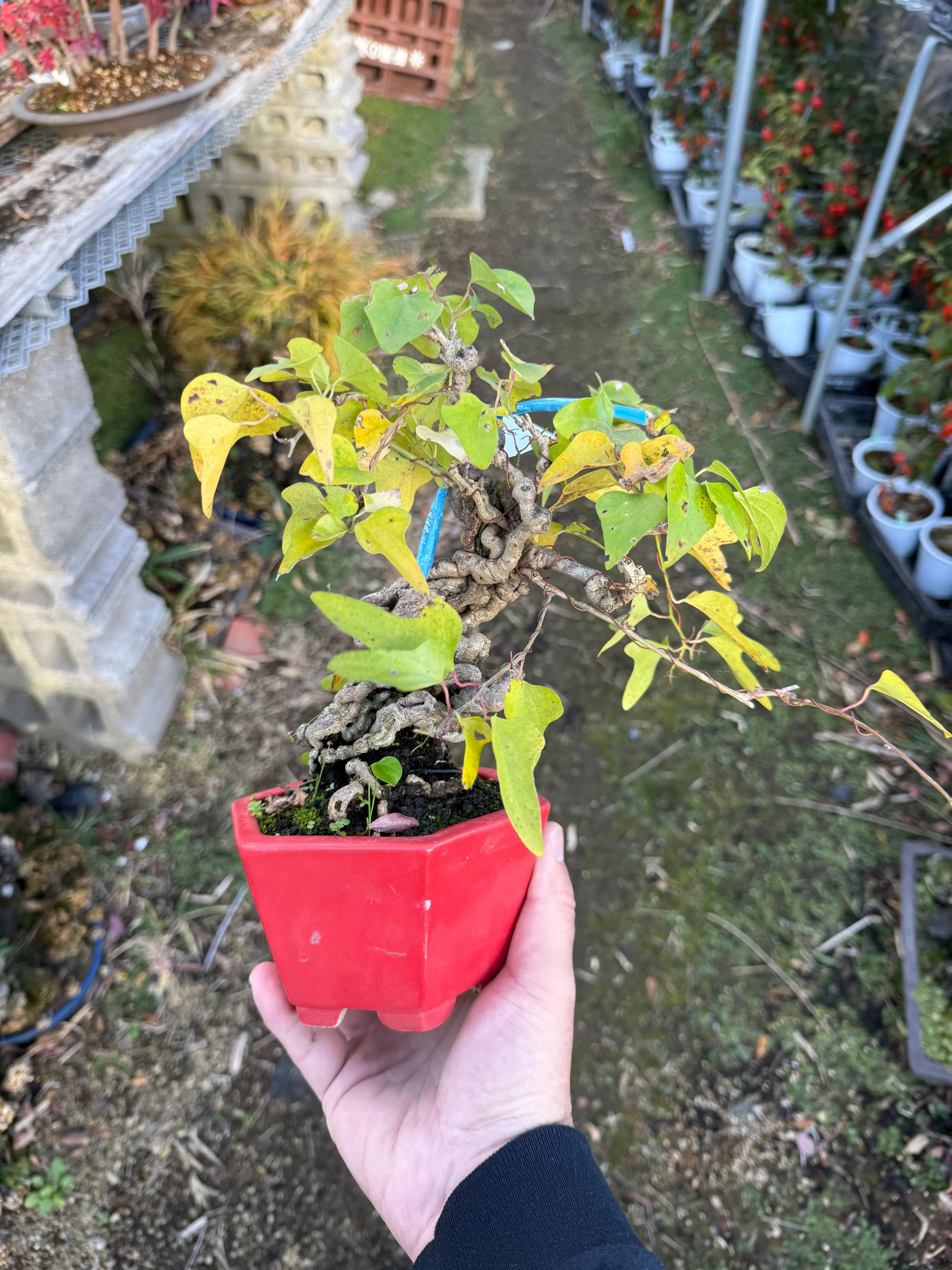 Cocculus orbiculatus Canada Bonsai