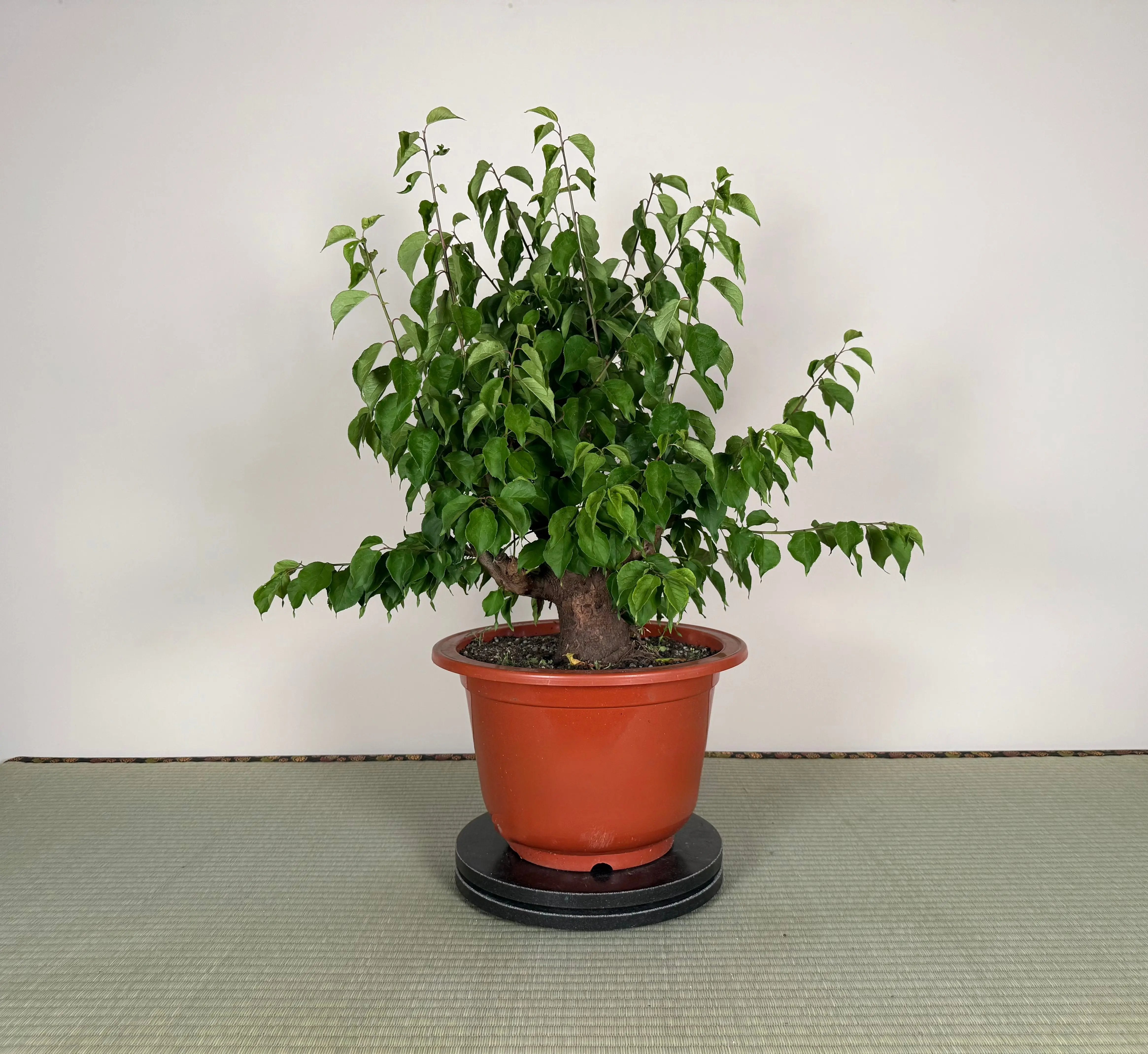 Prunus mume 'Gǔ lǐ hóng' Canada Bonsai