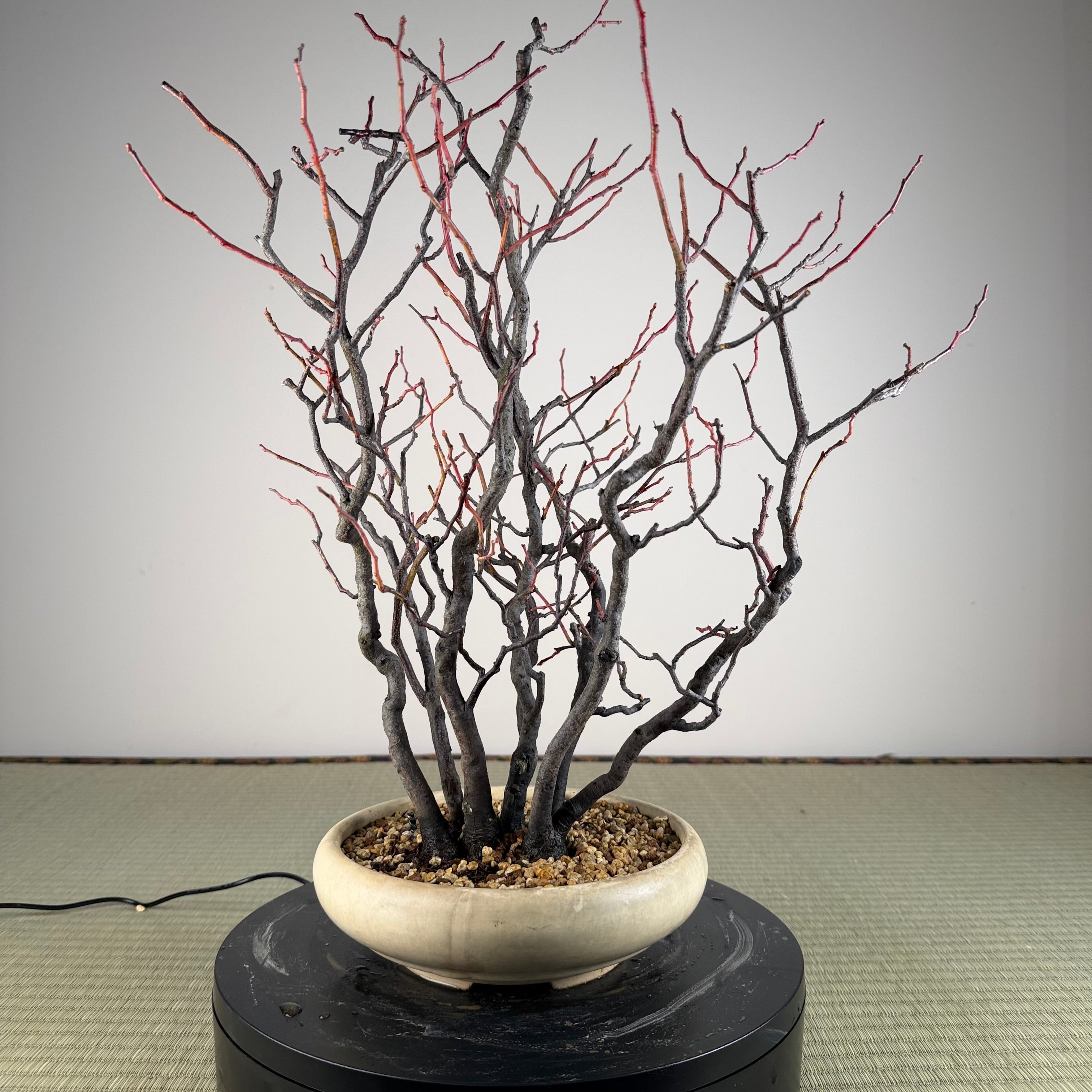 Itea japonica