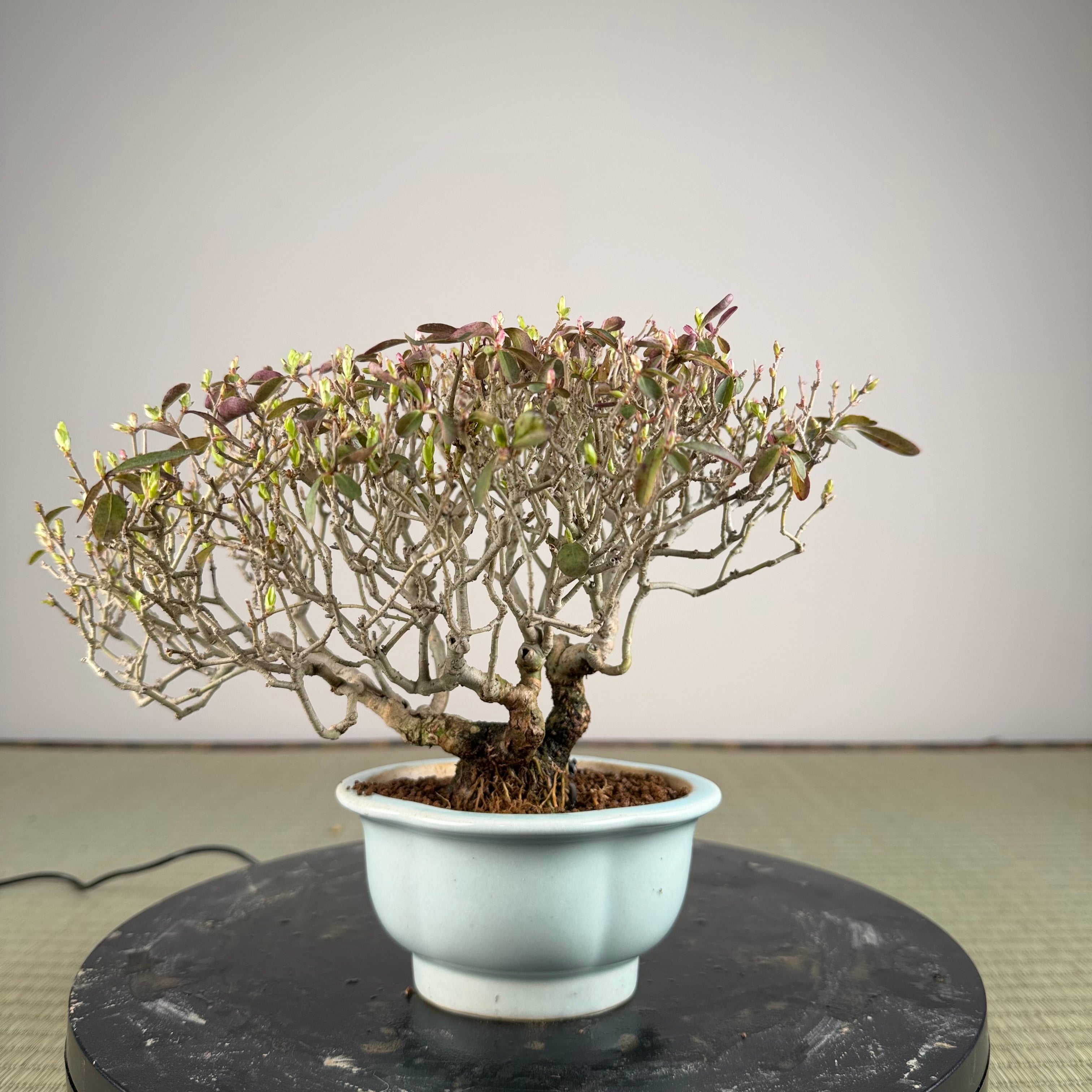 Ligustrum Arakawa *Voir note*