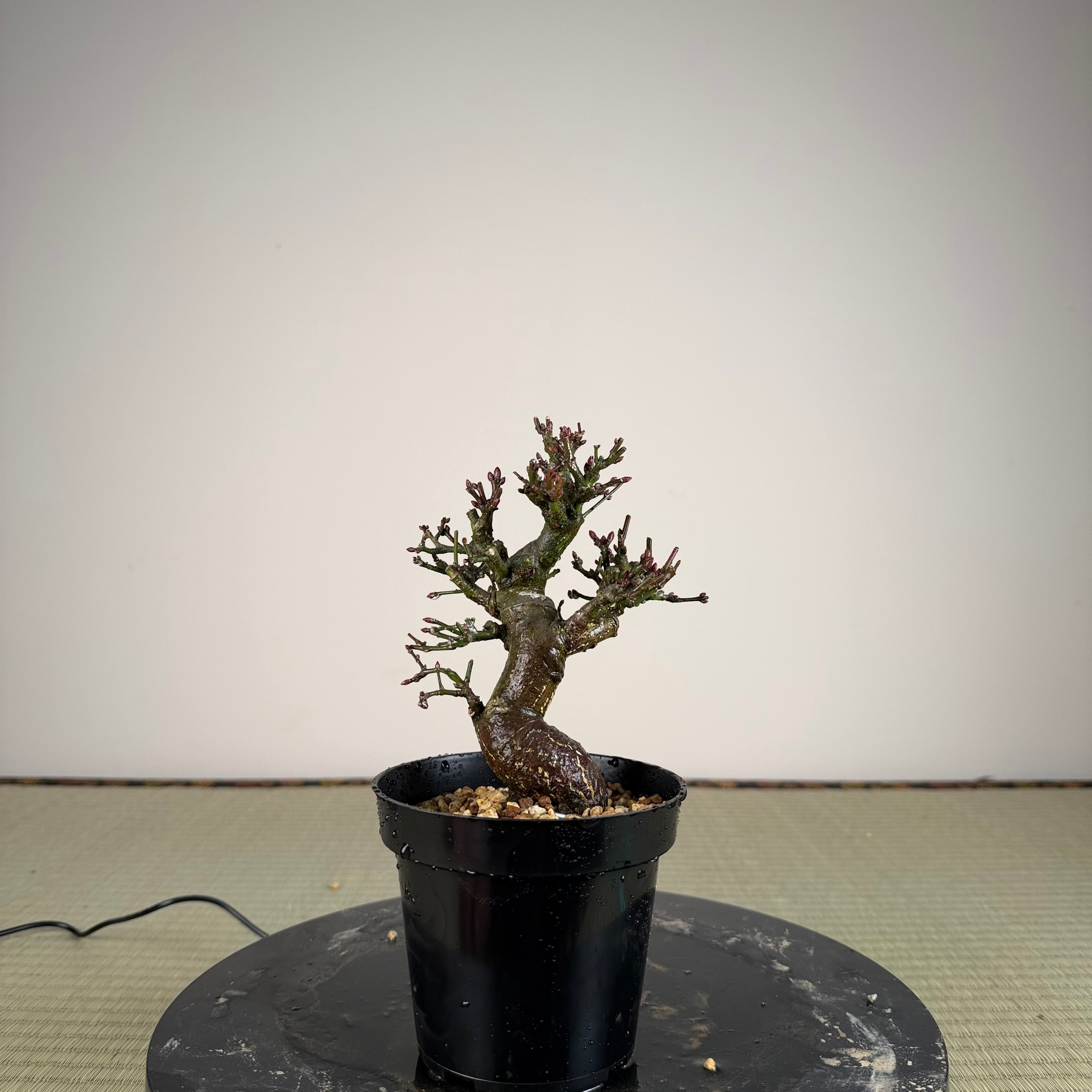 Euonymus