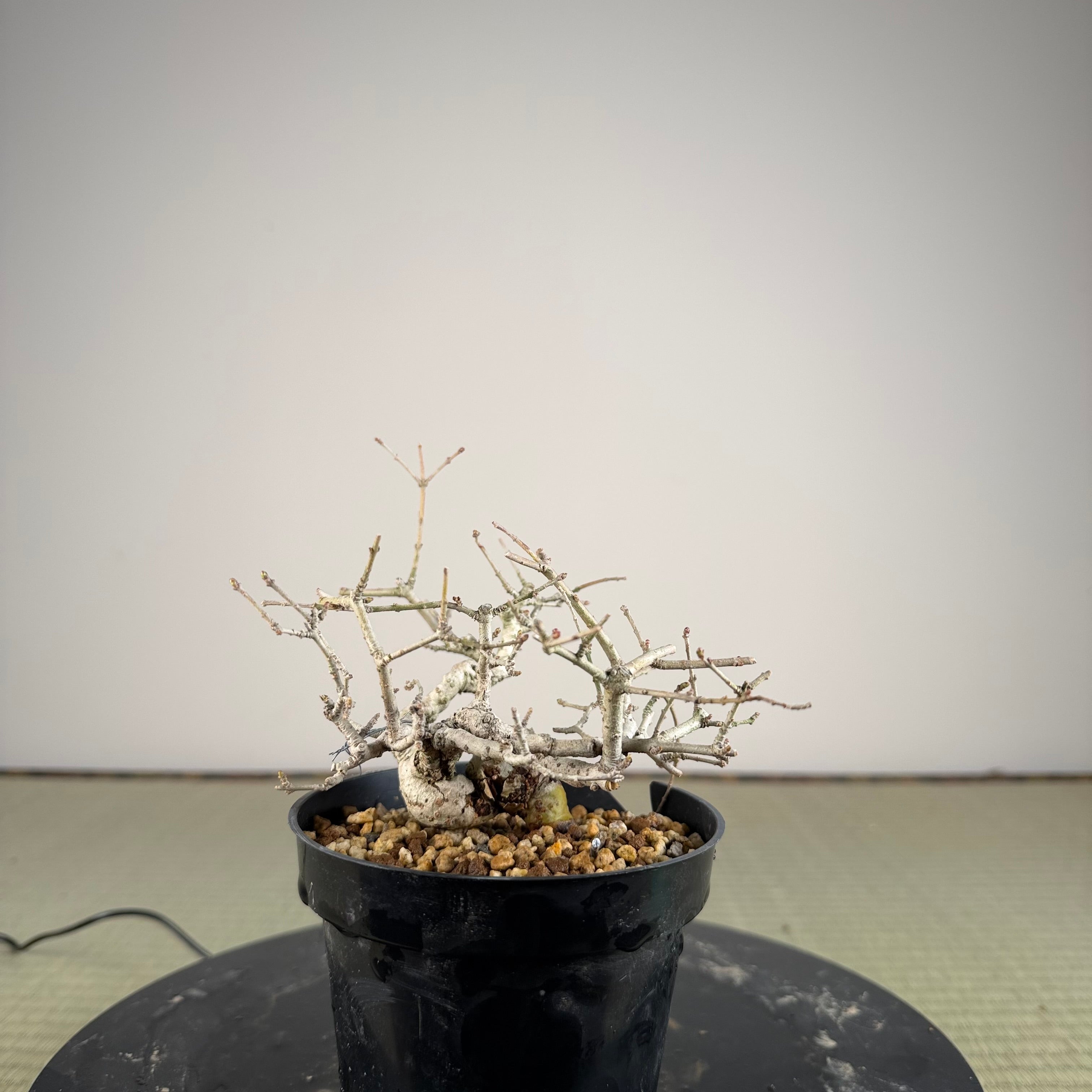 Ligustrum Arakawa *Voir note*
