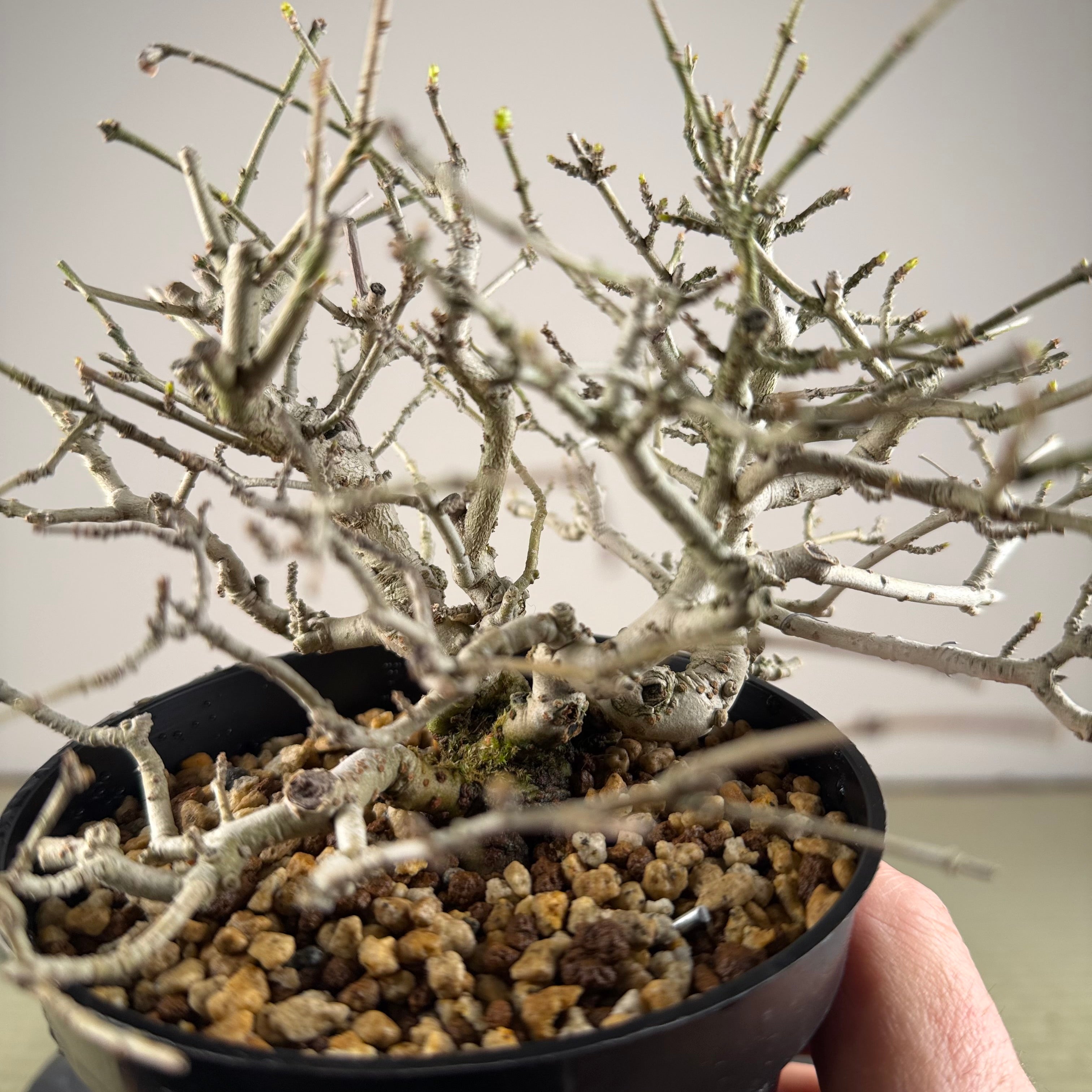 Ligustrum Arakawa *Voir note*