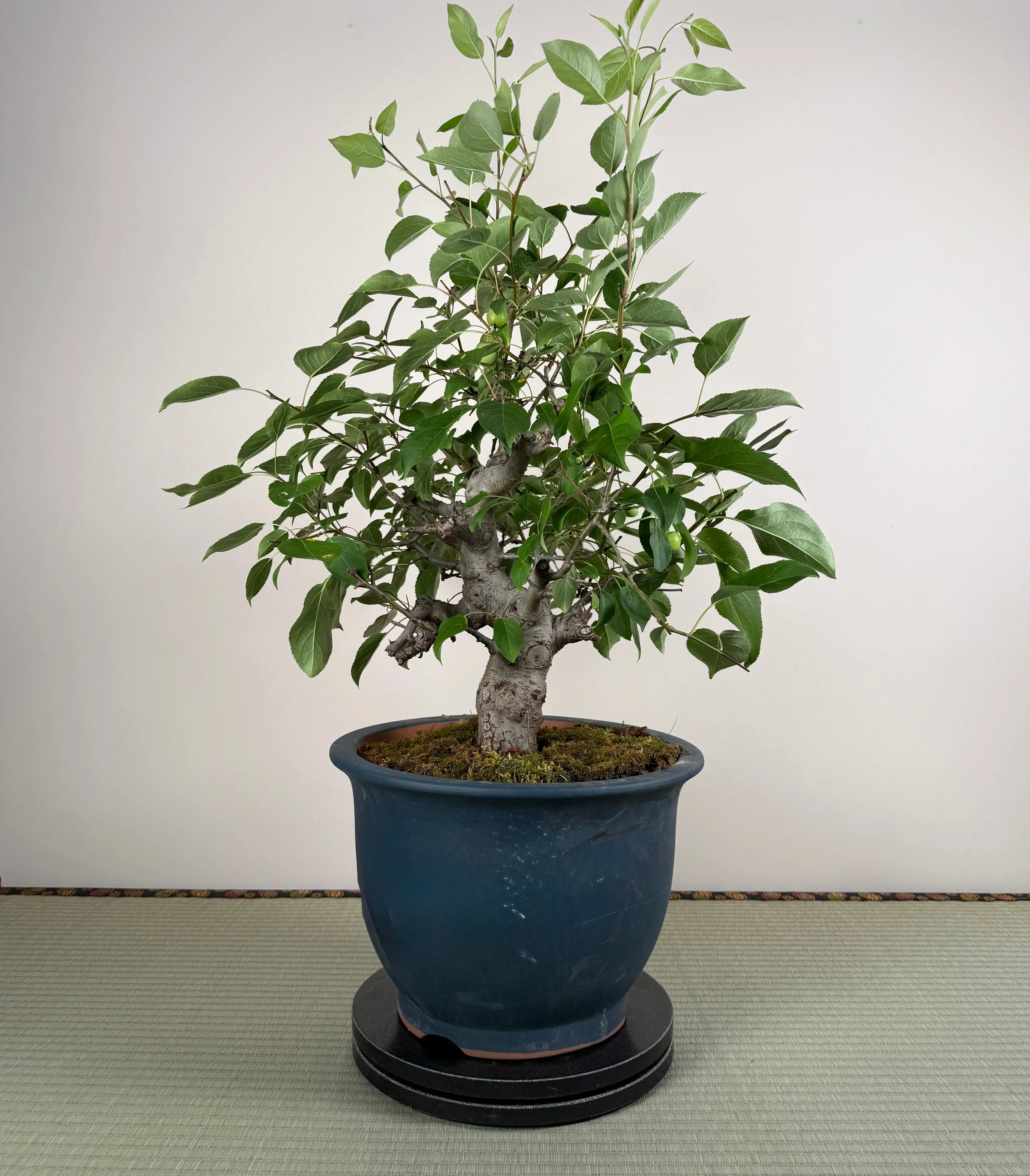 Malus 'Hime Ringo' Canada Bonsai