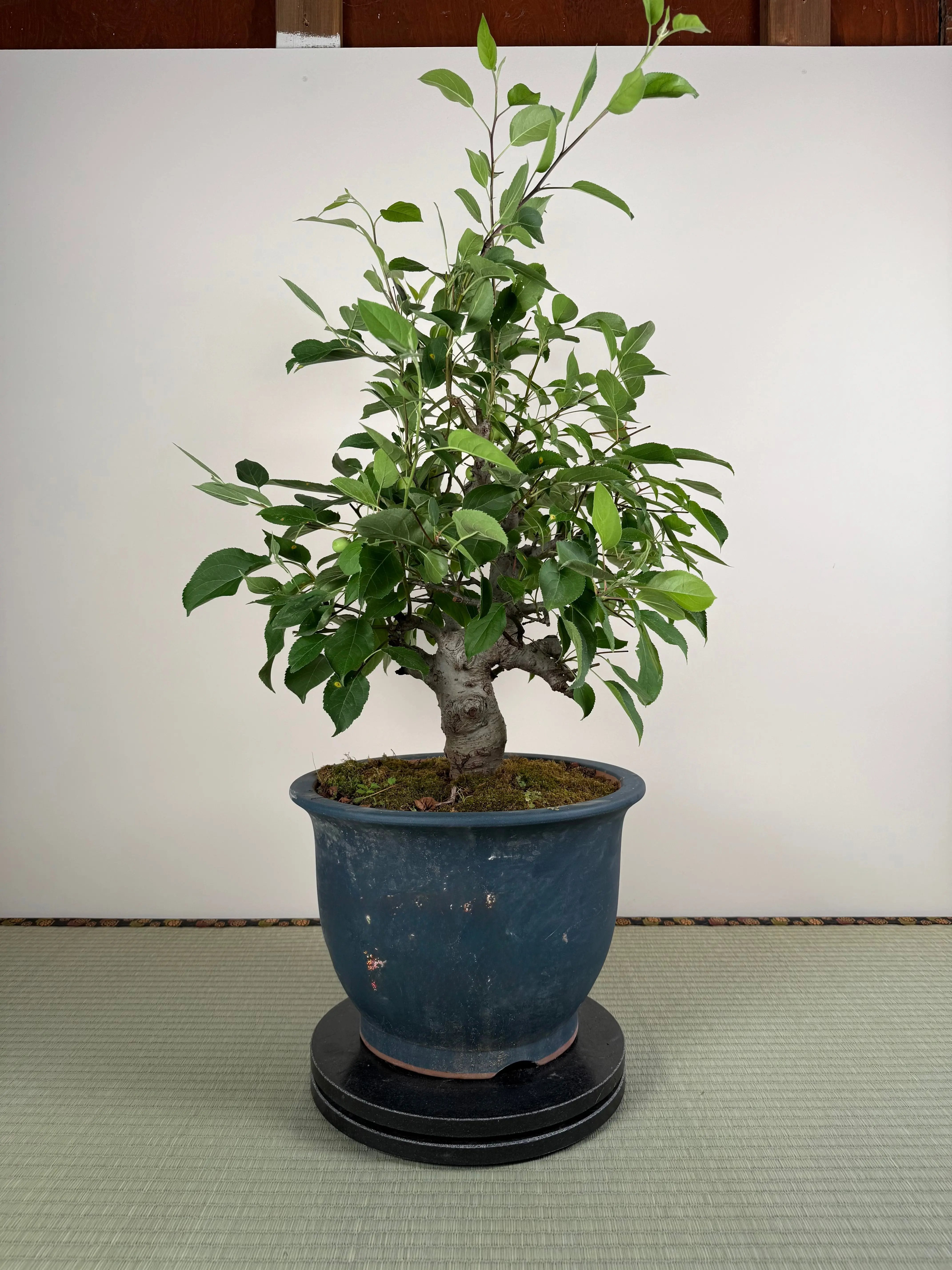 Malus 'Hime Ringo' Canada Bonsai