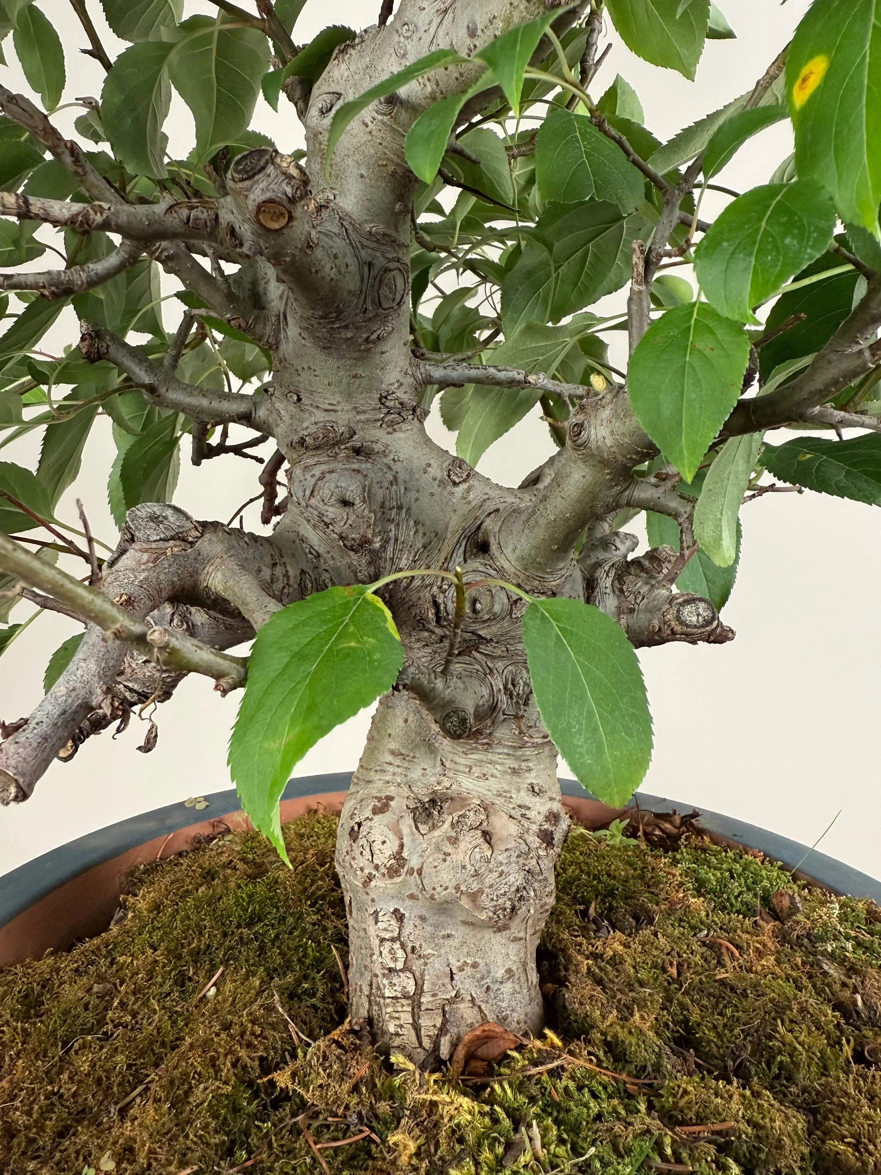 Malus 'Hime Ringo' Canada Bonsai