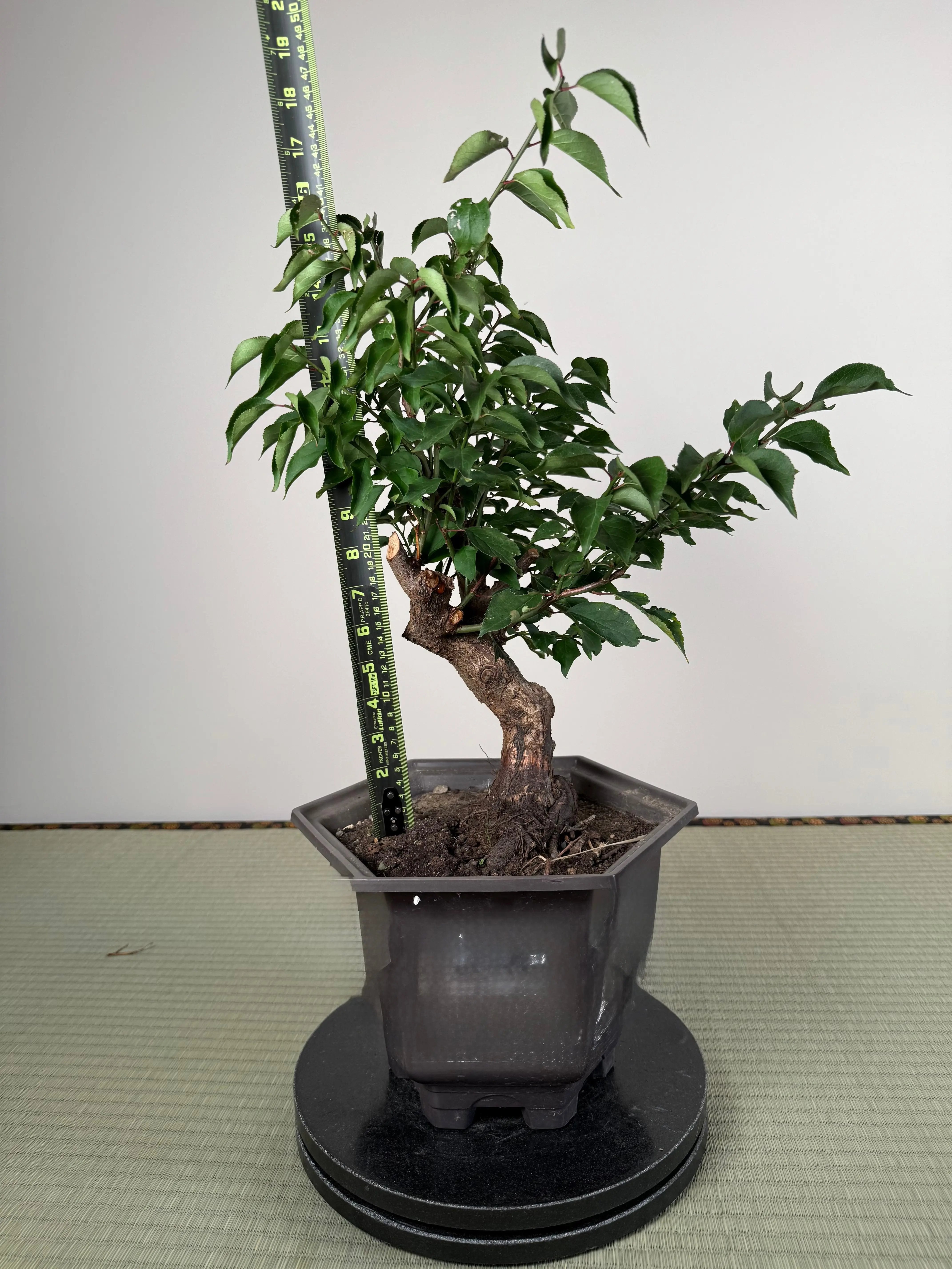 Prunus mume Canada Bonsai