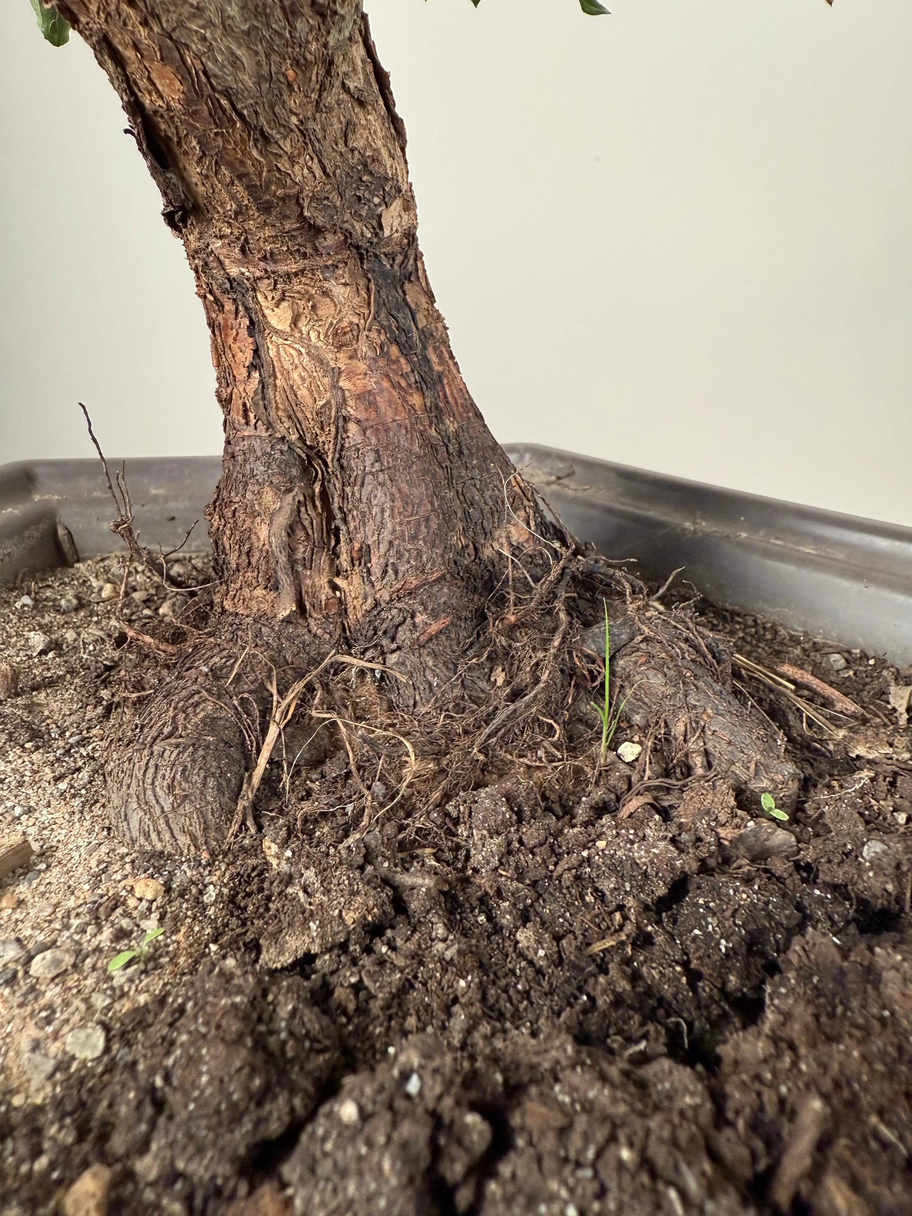 Prunus mume Canada Bonsai