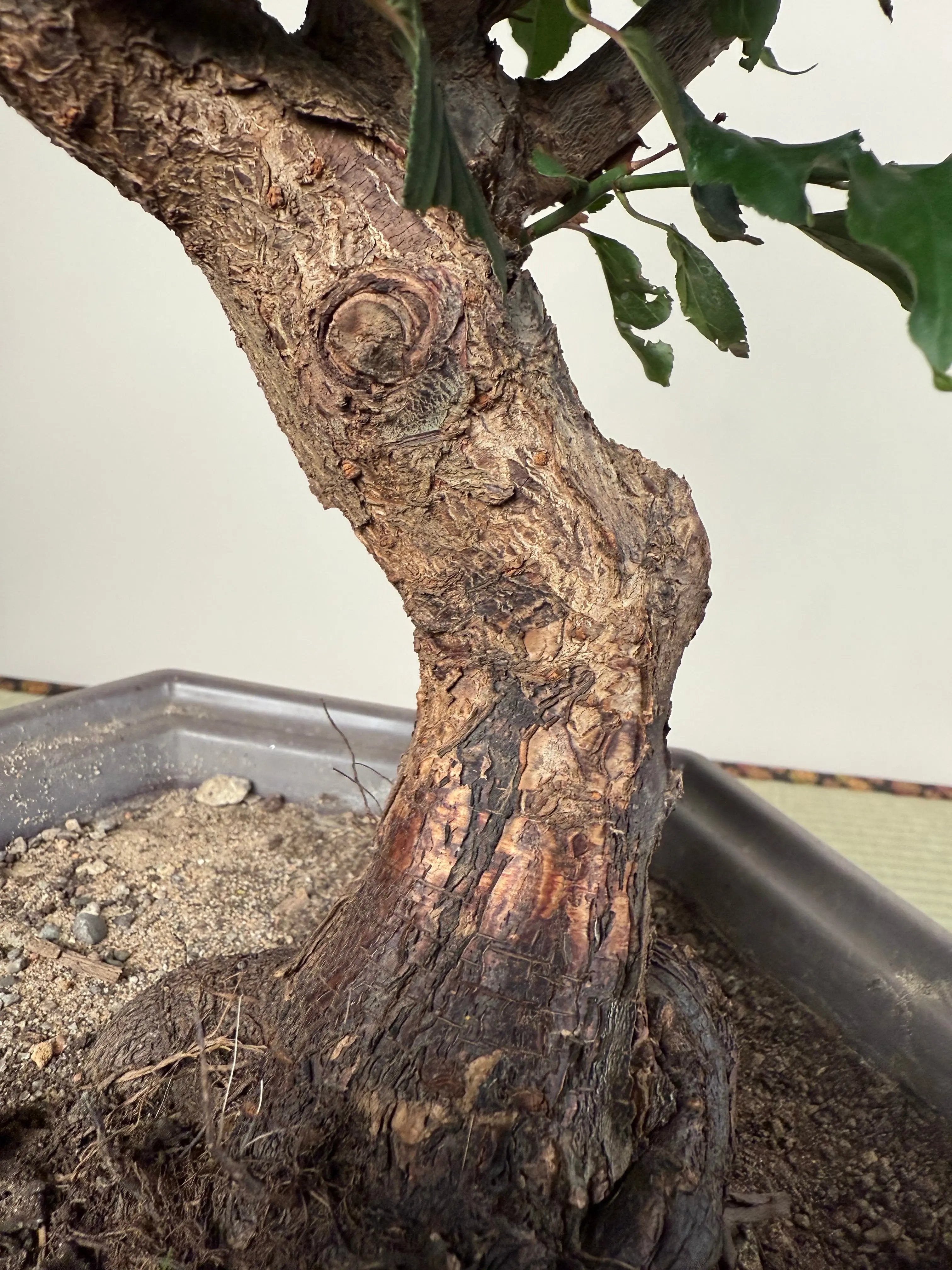 Prunus mume Canada Bonsai