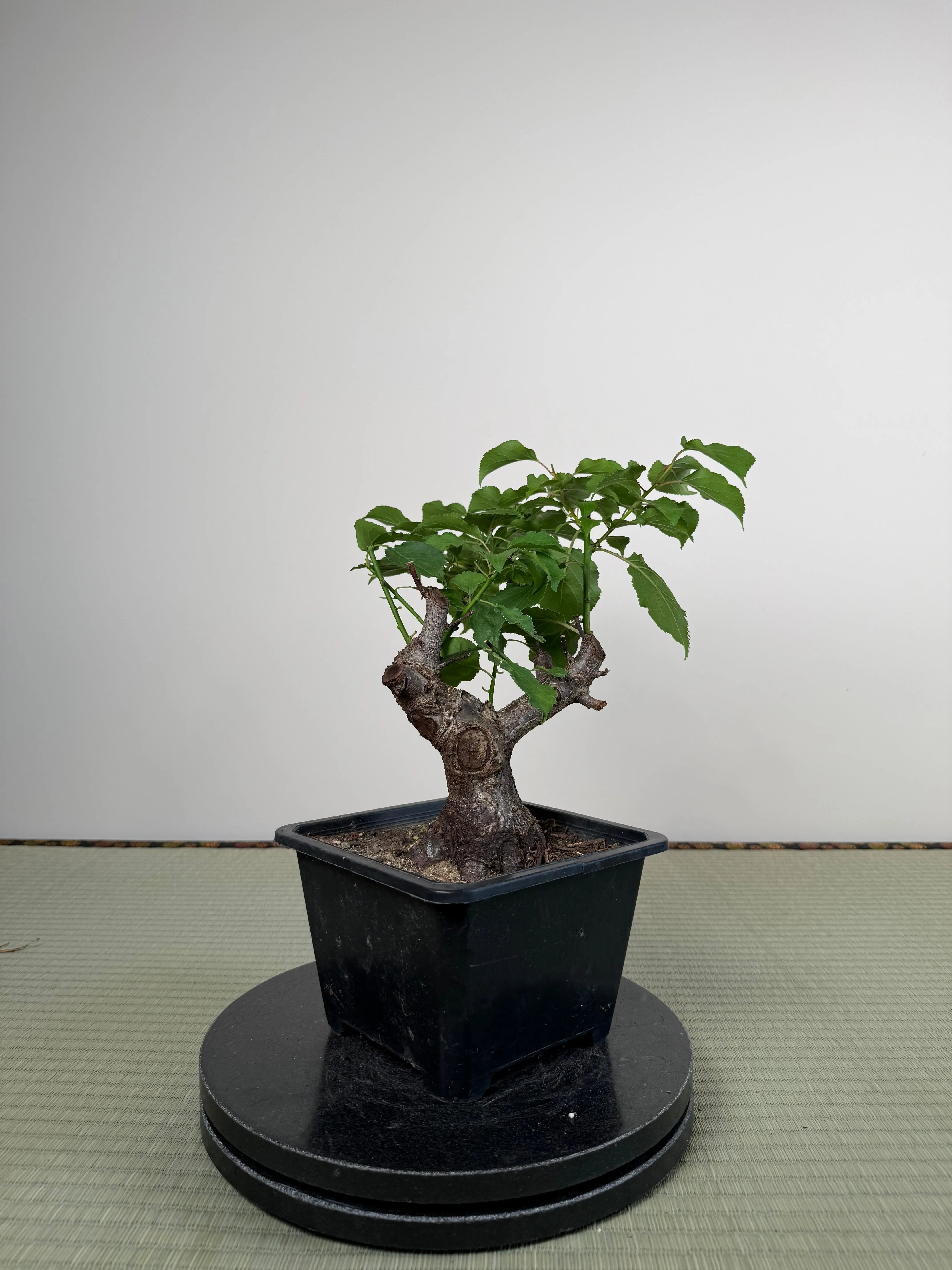 Prunus mume Canada Bonsai