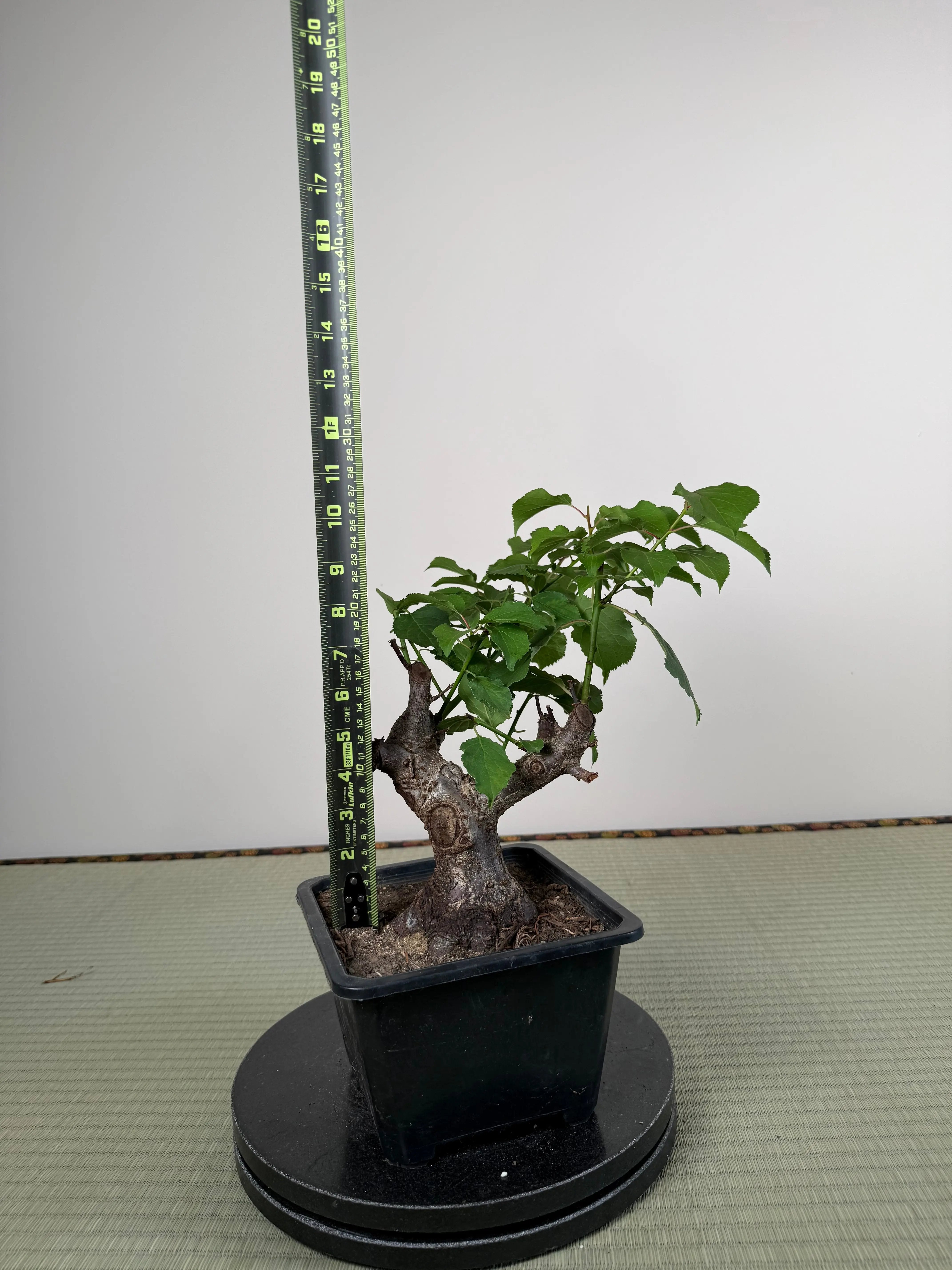 Prunus mume Canada Bonsai