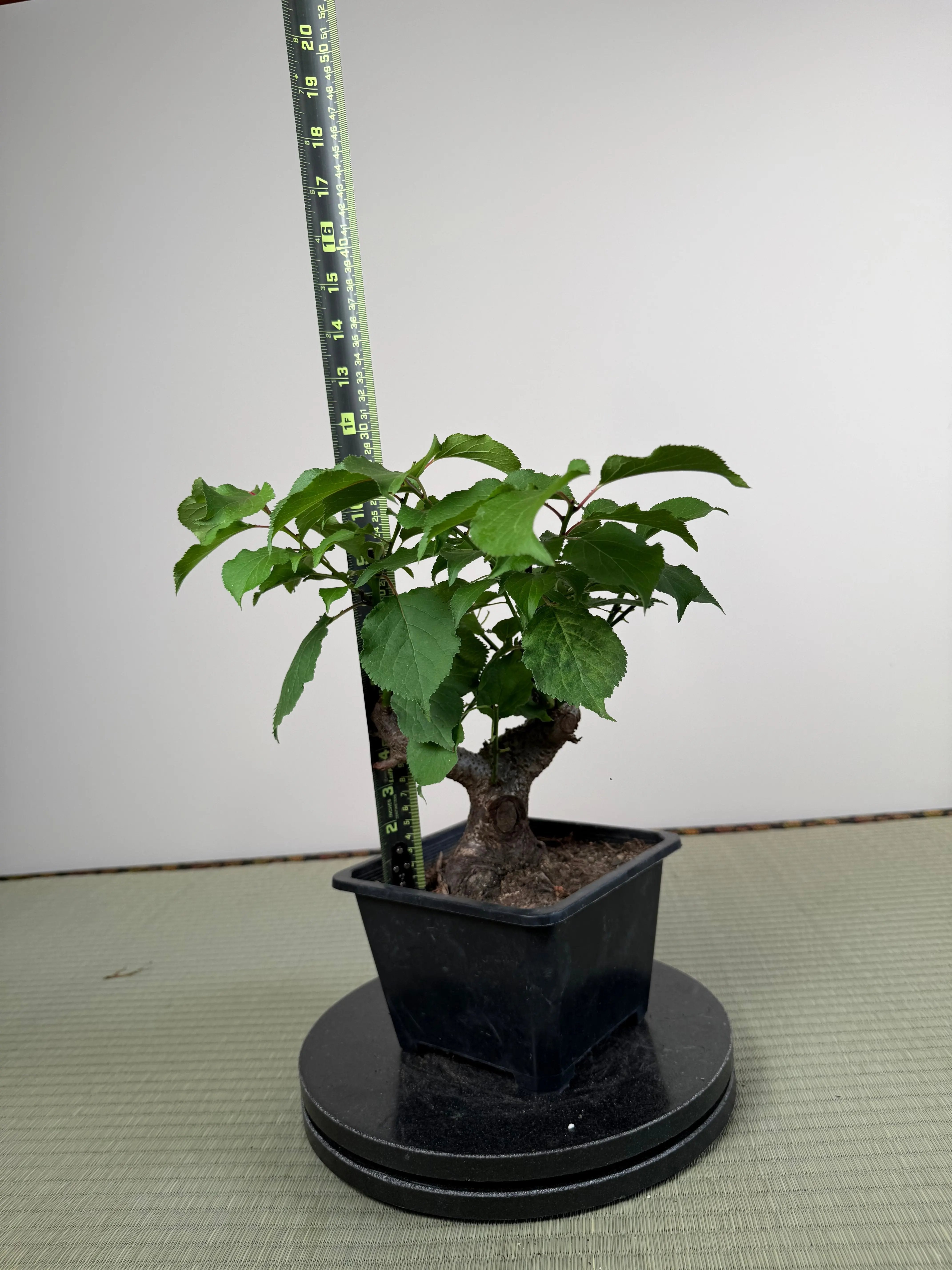 Prunus mume Canada Bonsai