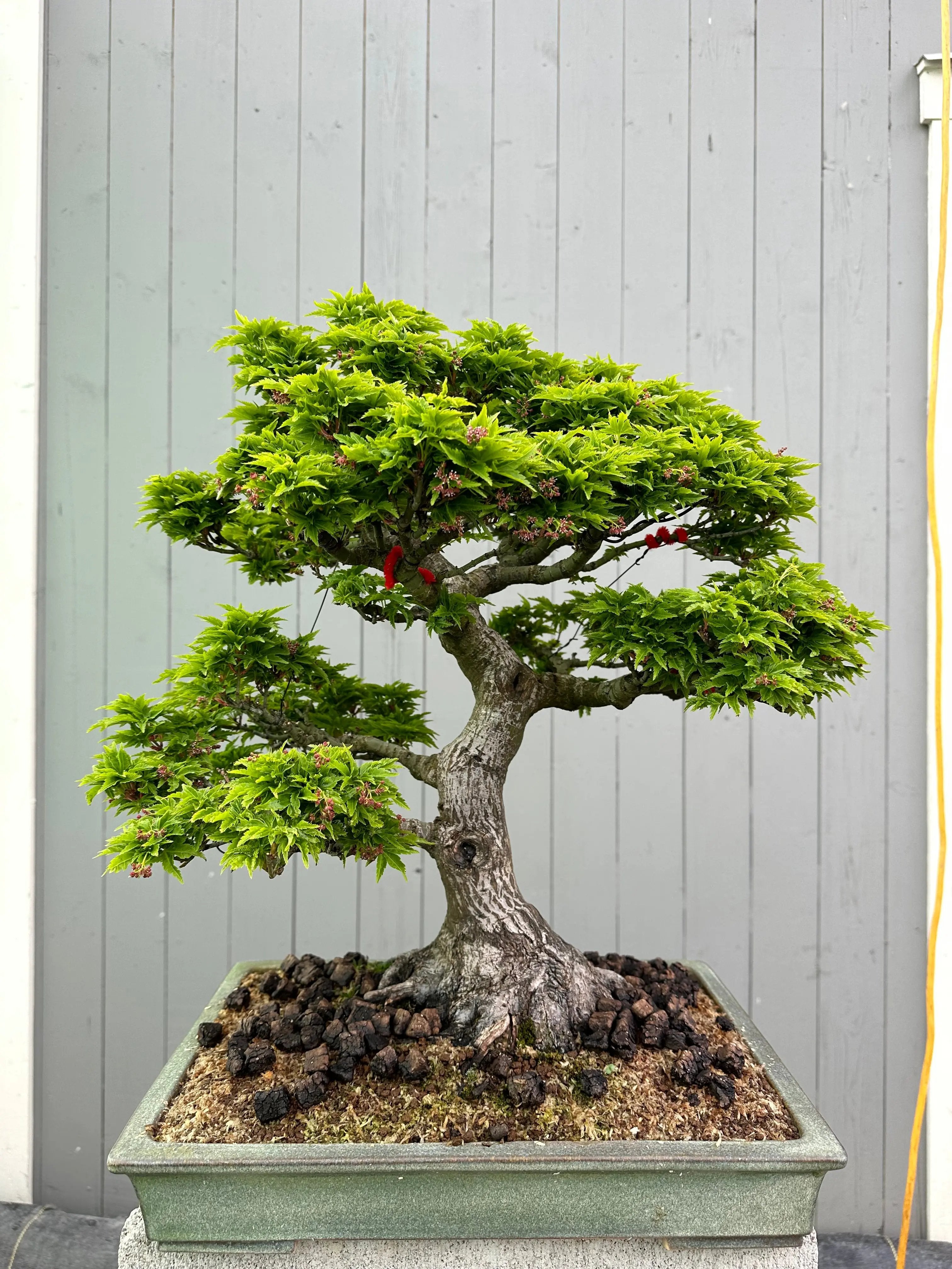 Acer palmatum 'Shishigashira' Canada Bonsai