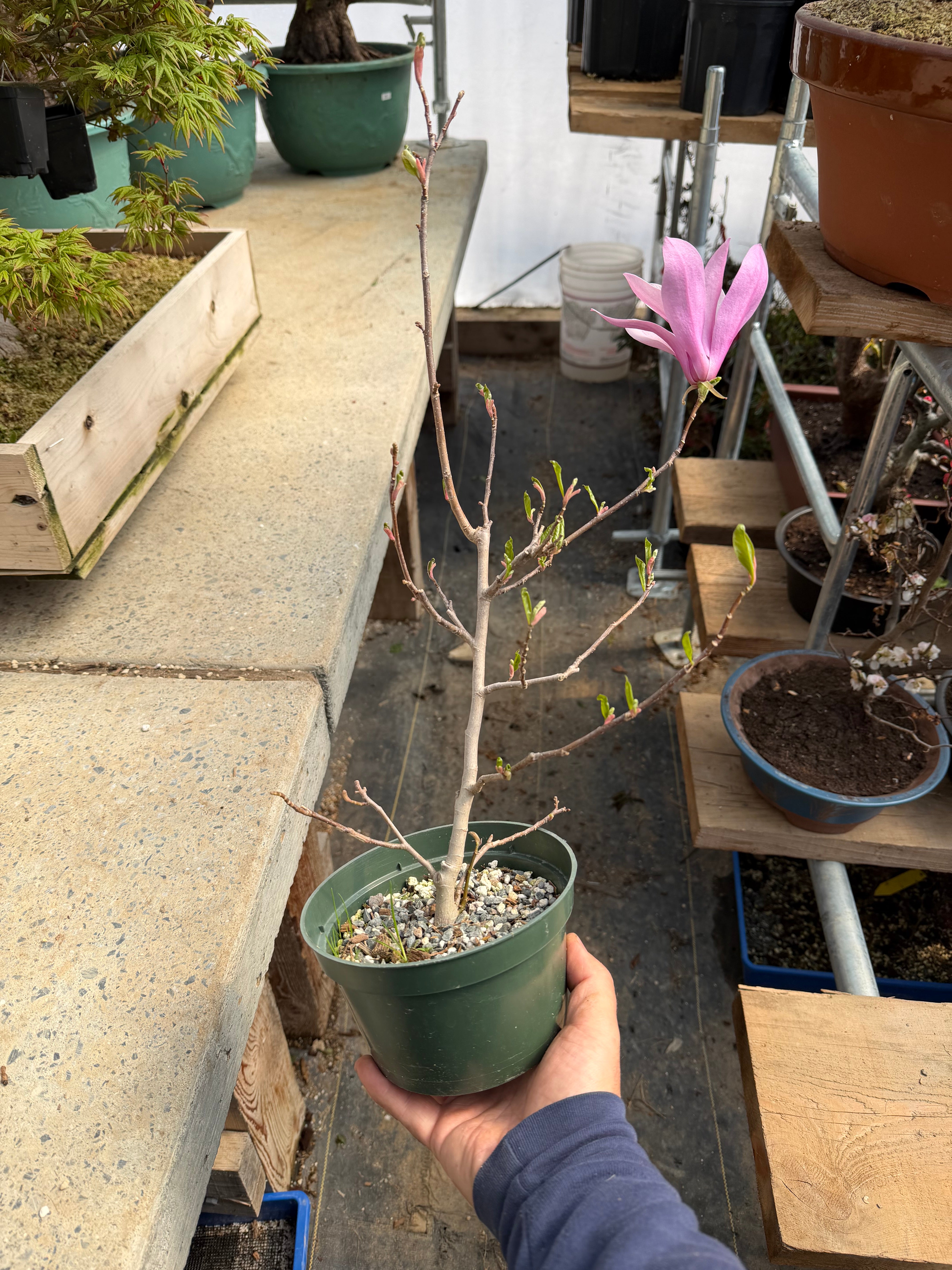 Magnolia (large; purple flower)
