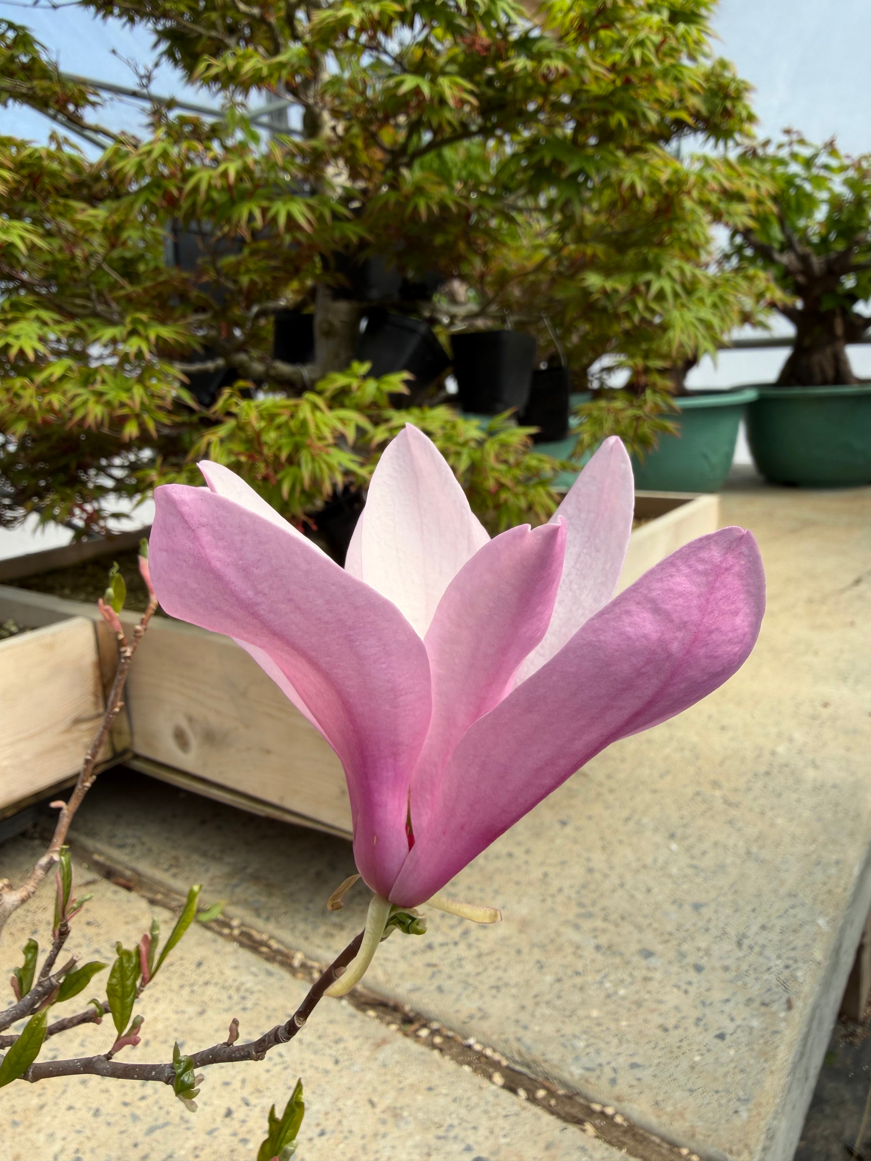 Magnolia (large; purple flower)