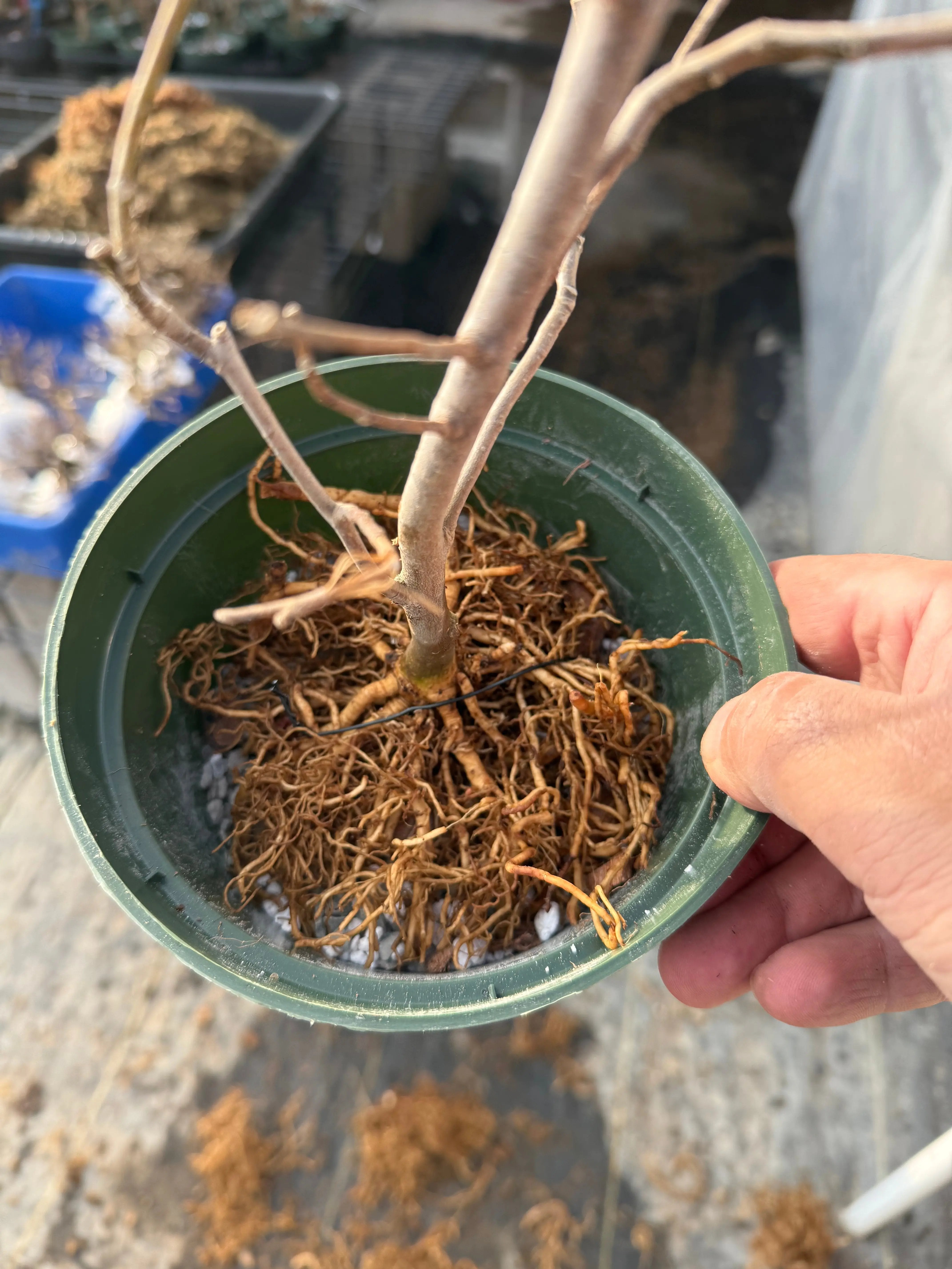 Magnolia Canada Bonsai