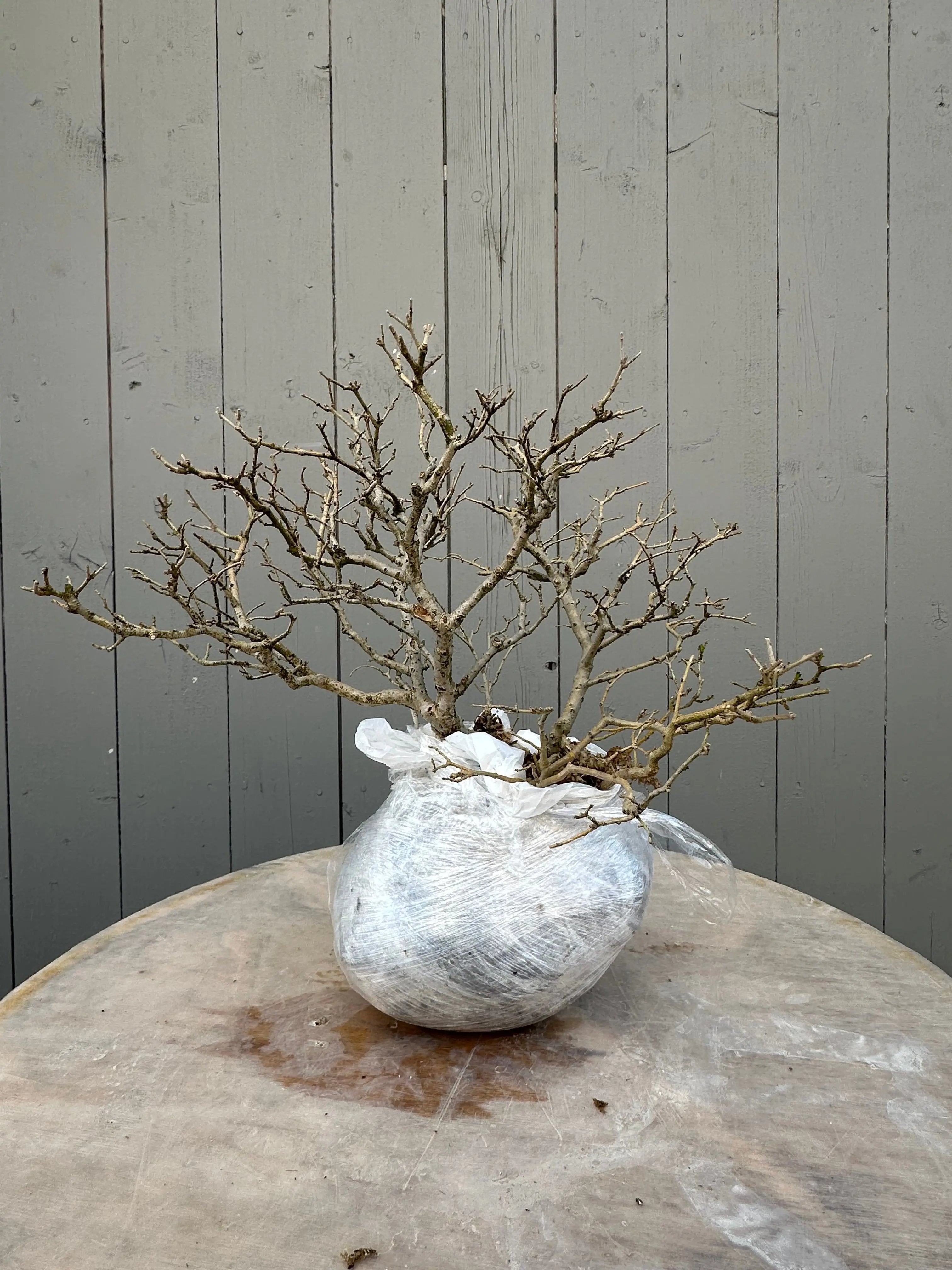 Ligustrum #3 Canada Bonsai