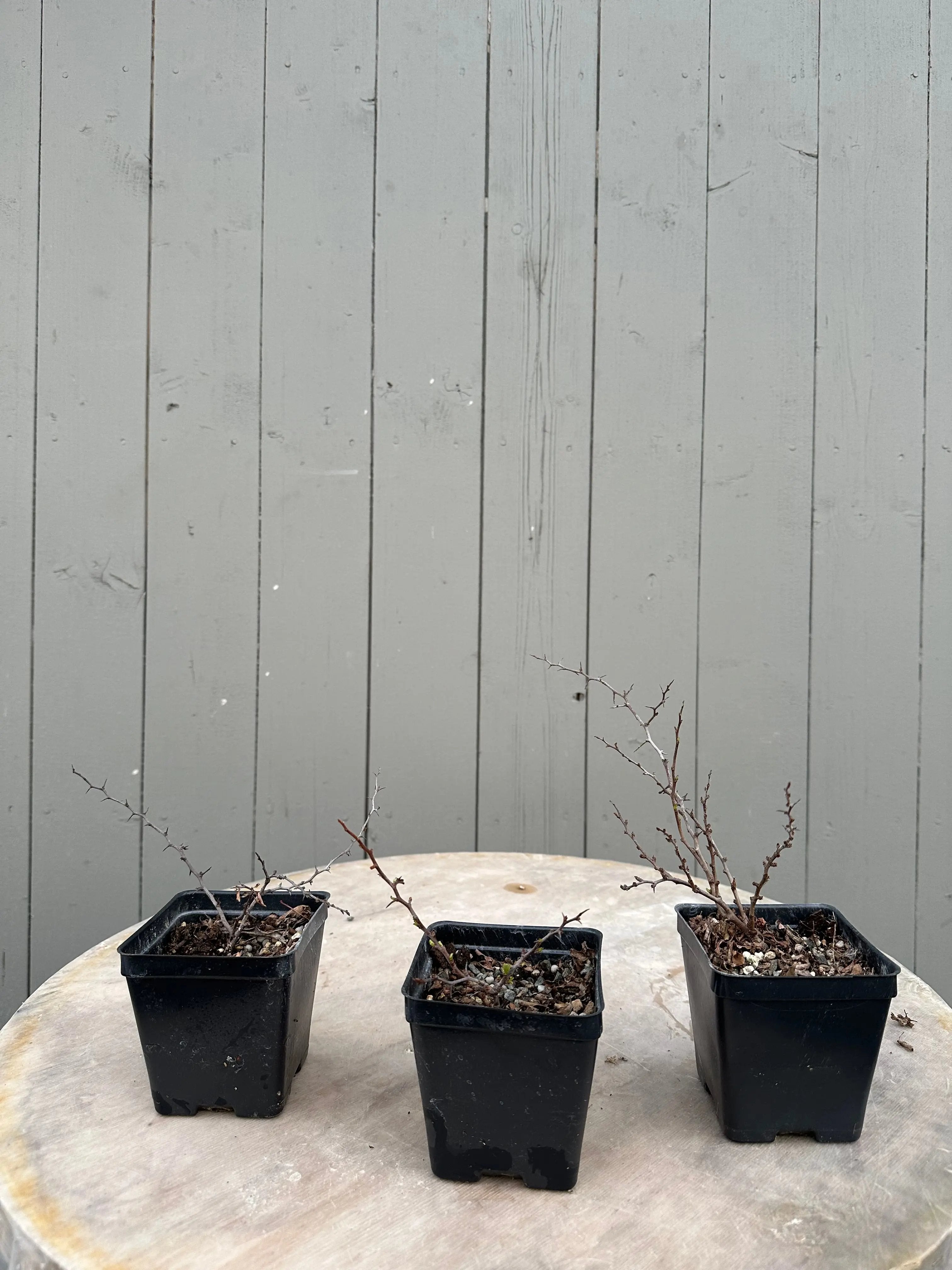 Chaenomeles (chojubai) Canada Bonsai