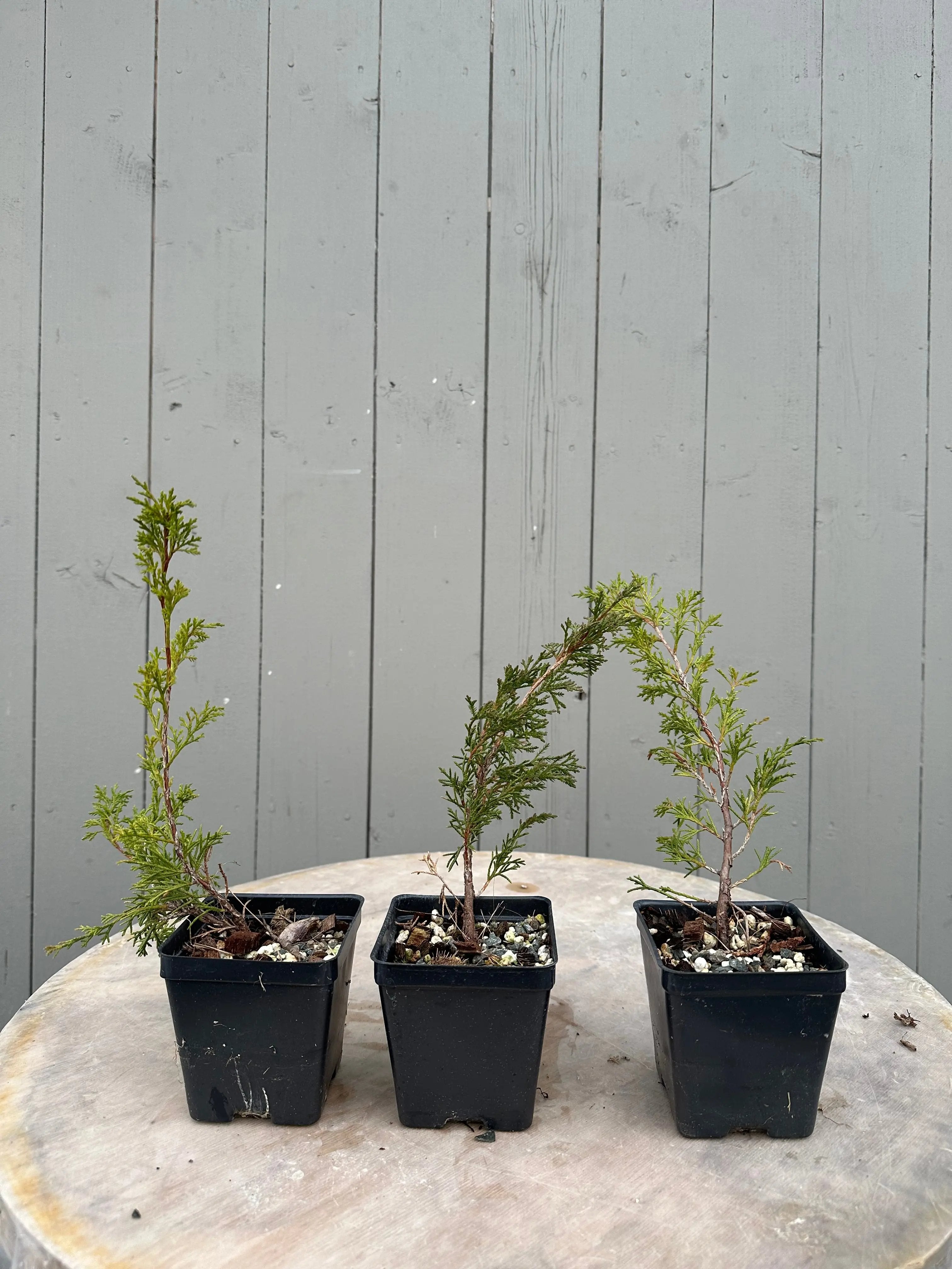 Juniperus (Itoigawa) Canada Bonsai