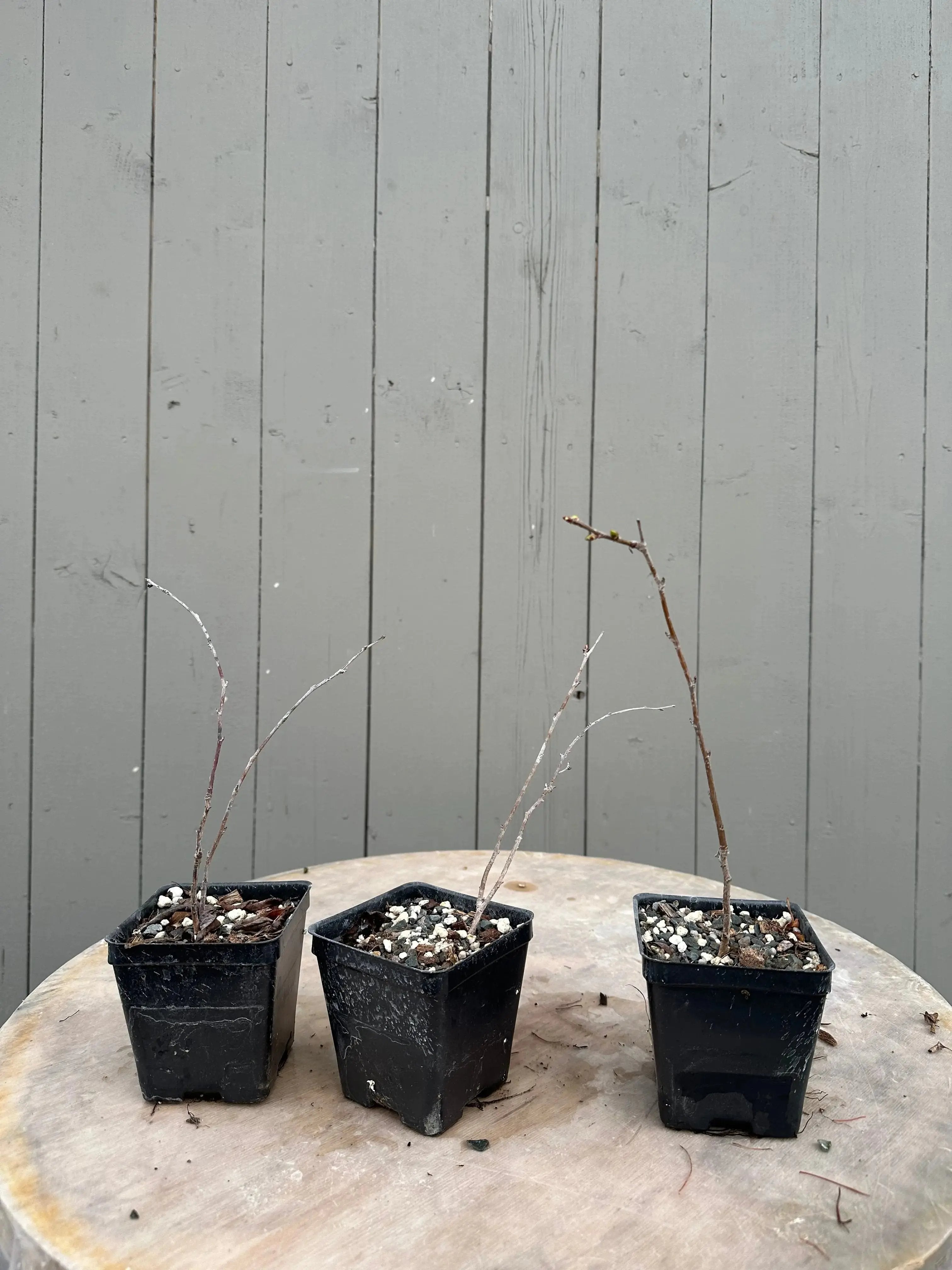 Prunus nipponica Canada Bonsai