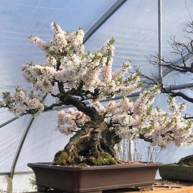 Prunus tomentosa (seed-grown) Canada Bonsai