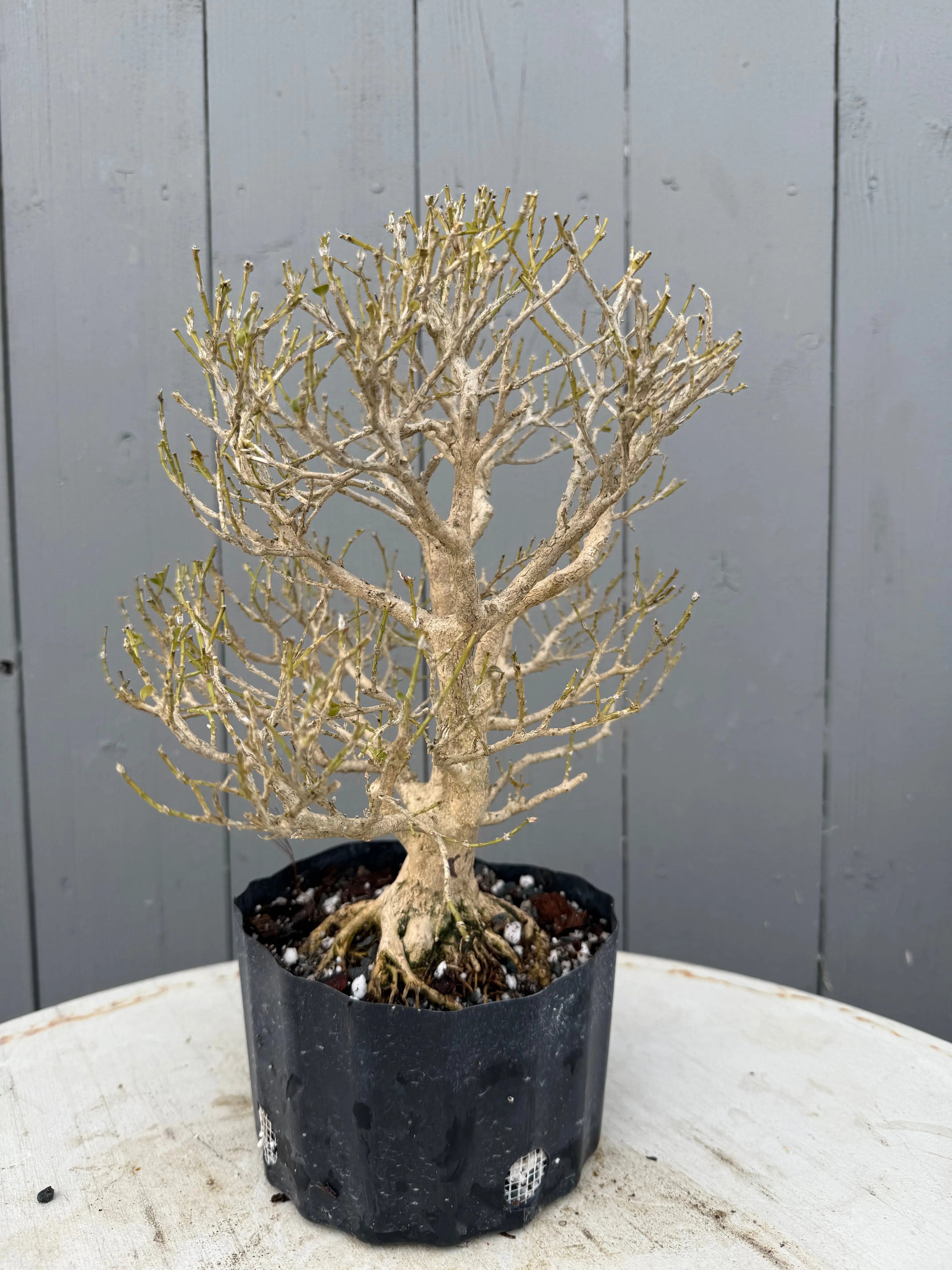 Ligustrum obtusifolium Canada Bonsai