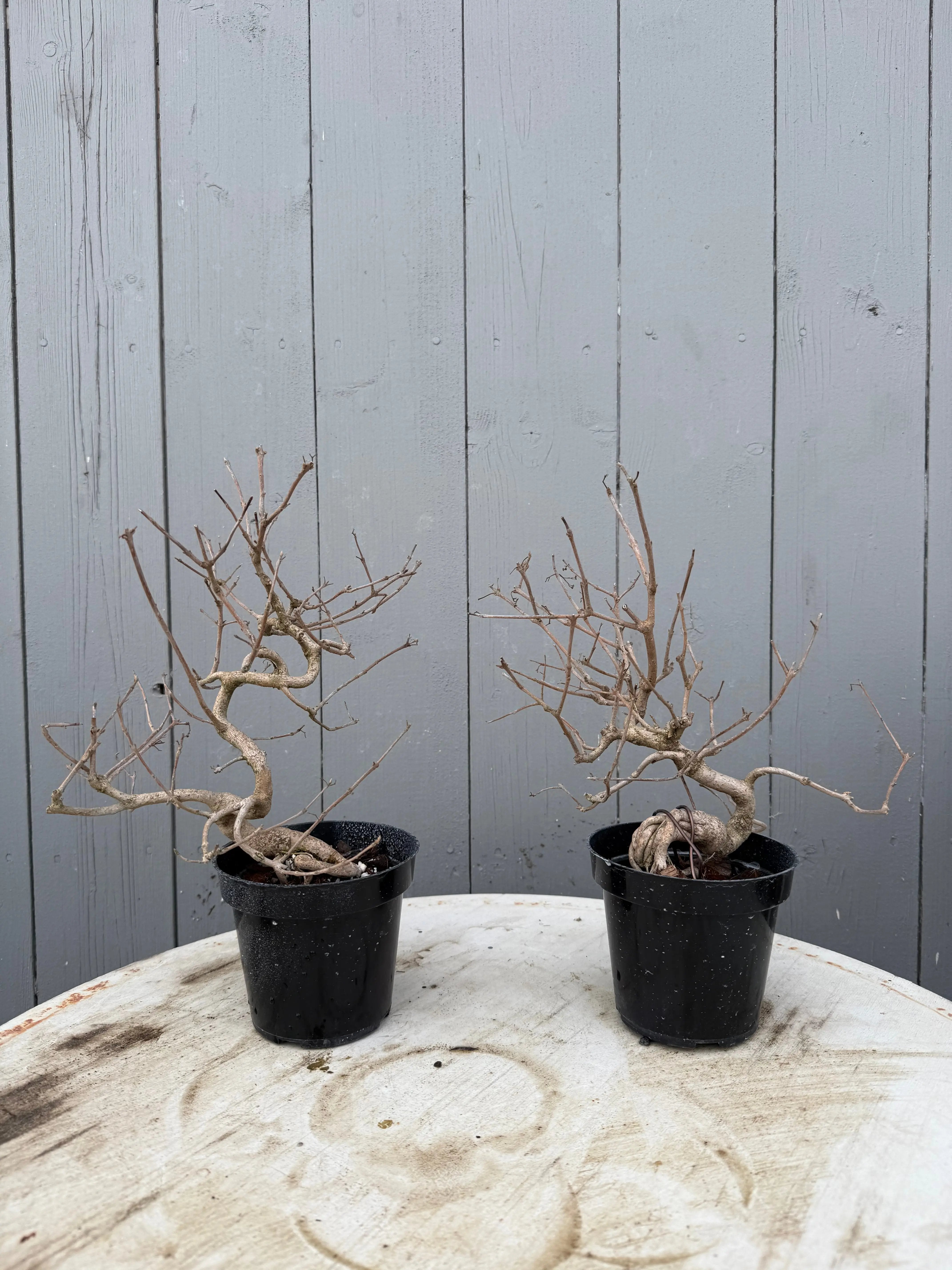 Callicarpa japonica (Toyoda-san) Canada Bonsai